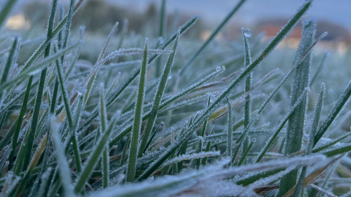 Заморозки Заморозки