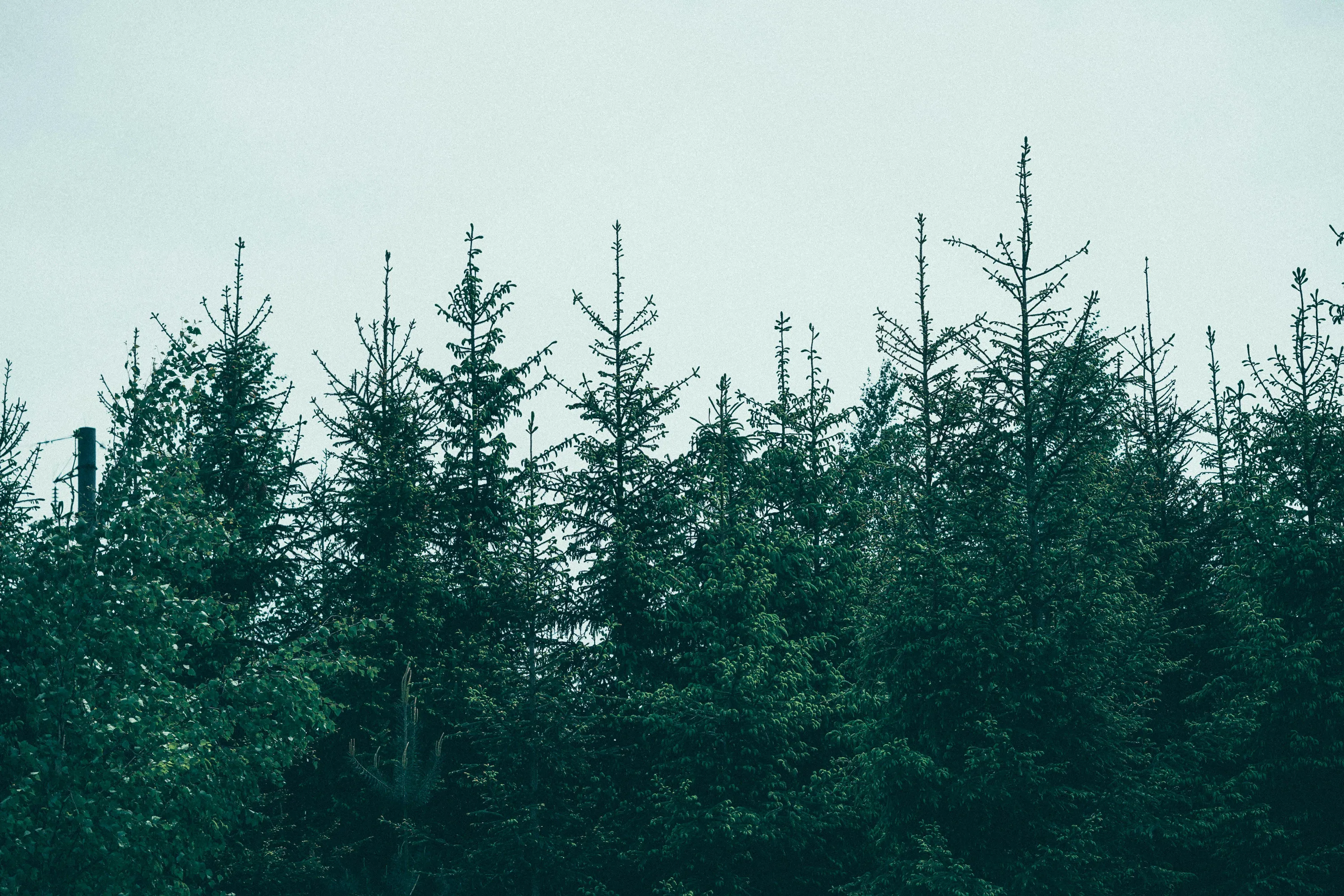 Ялину не можна садити біля дому