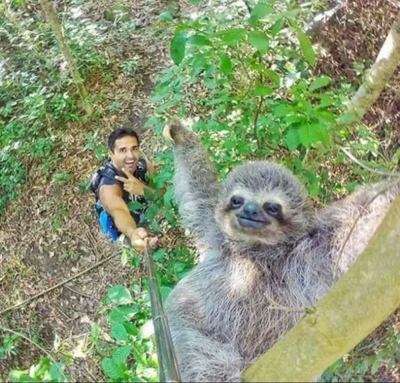 Фото з лінивцем Фото з лінивцем