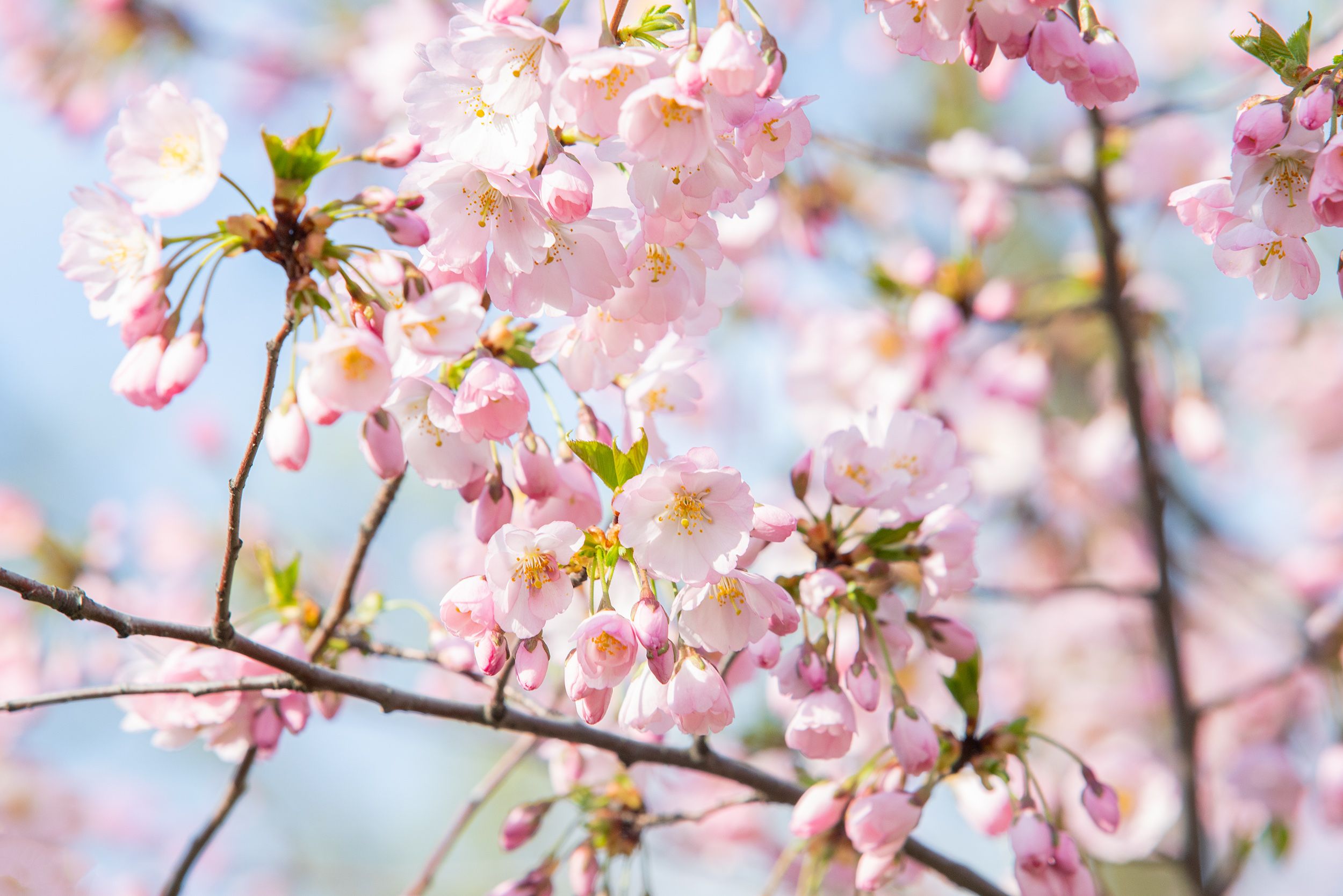 Прогноз погоды в Украине 15 апреля Прогноз погоды в Украине 15 апреля