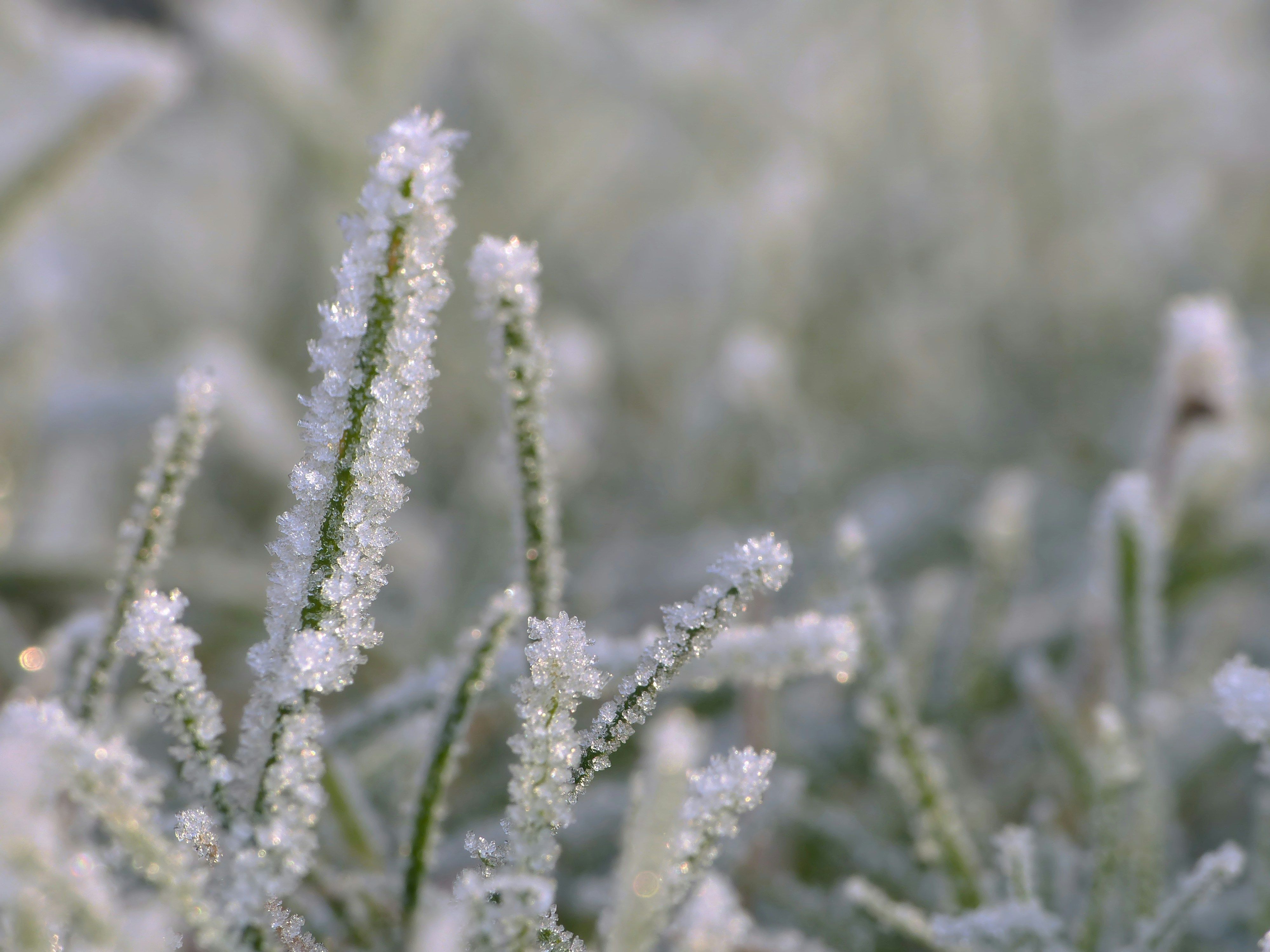 Когда отступят заморозки Когда отступят заморозки