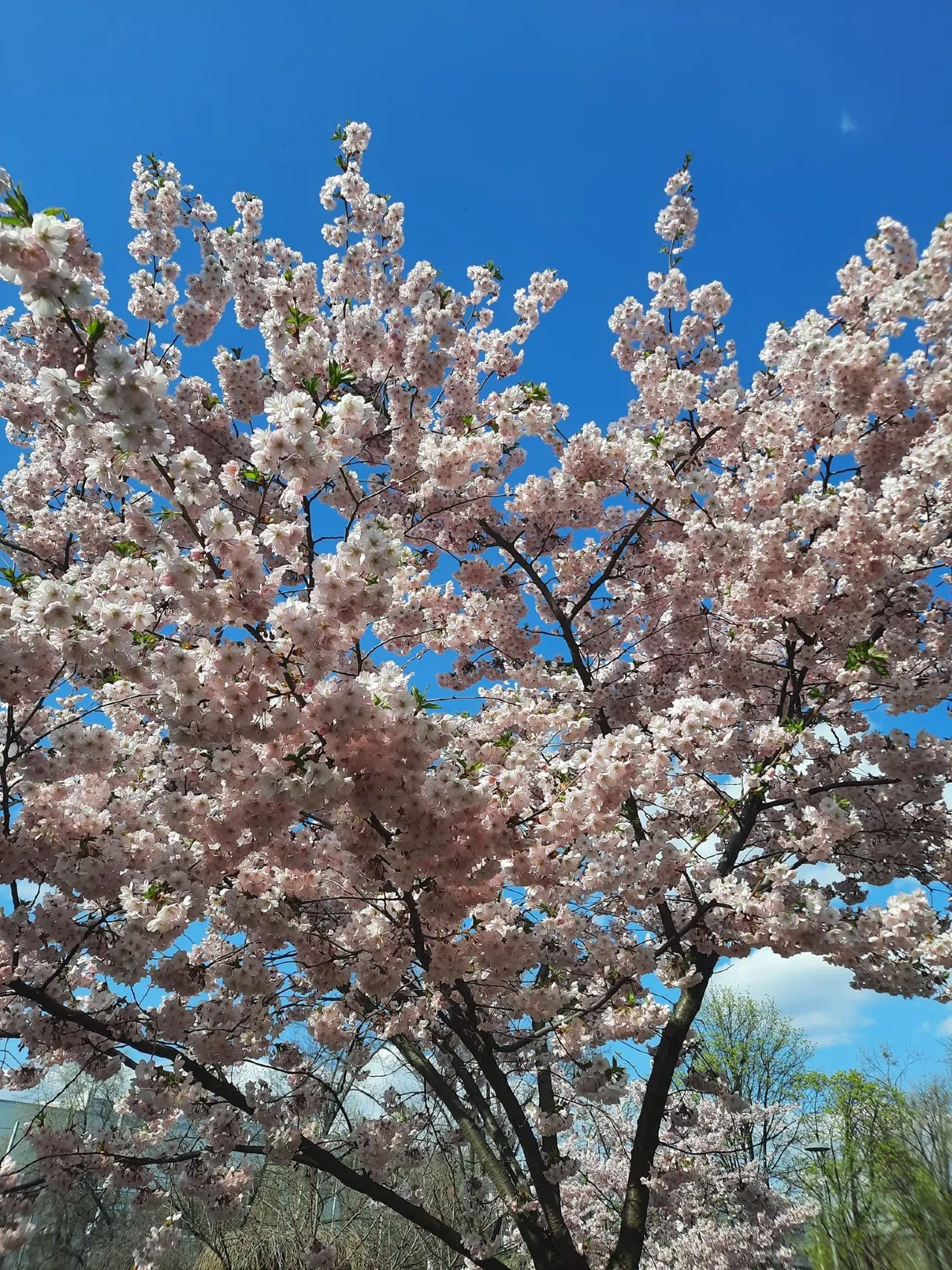 У парку Кіото розцвіли сакури У парку Кіото розцвіли сакури