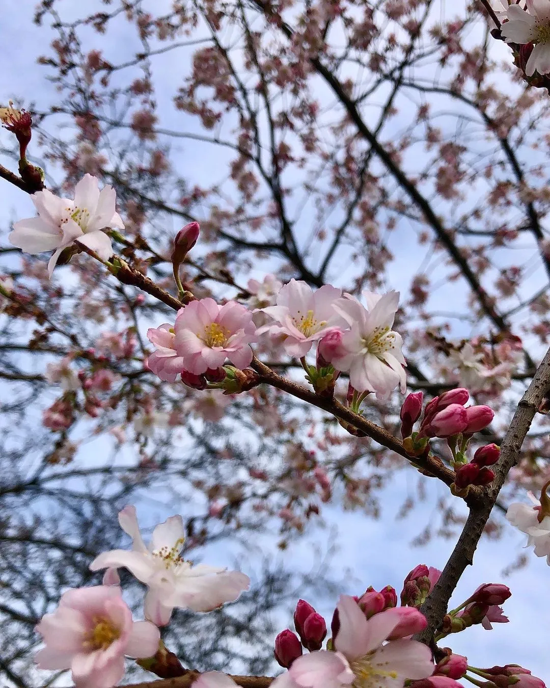 Де у Києві цвітуть сакури Де у Києві цвітуть сакури
