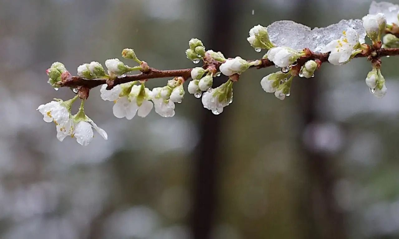Какие культуры затронули заморозки Какие культуры затронули заморозки