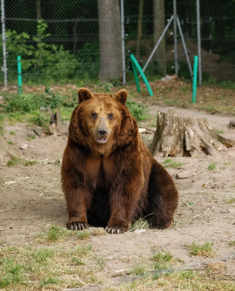 приют в Домажире