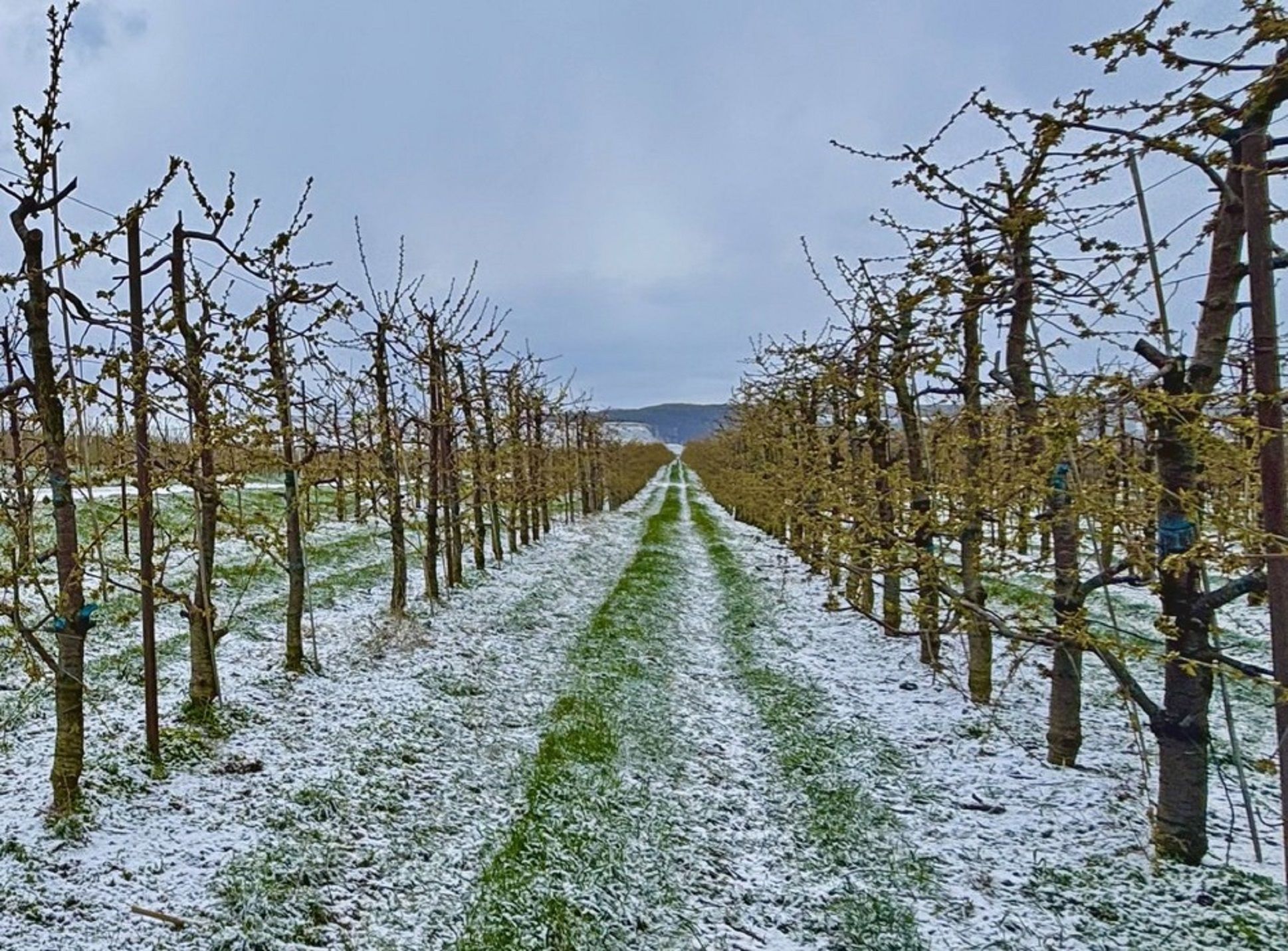 Мороз уничтожил косточковые в Румынии Мороз уничтожил косточковые в Румынии