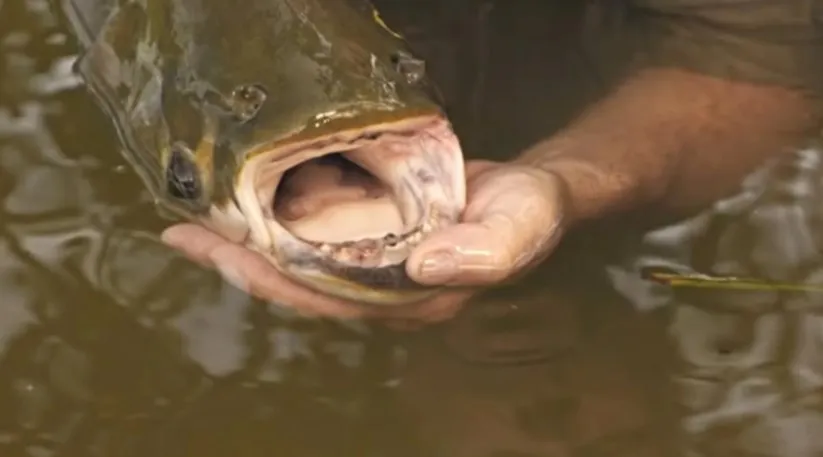 Риба з людськими зубами покусала туристів Риба з людськими зубами покусала туристів