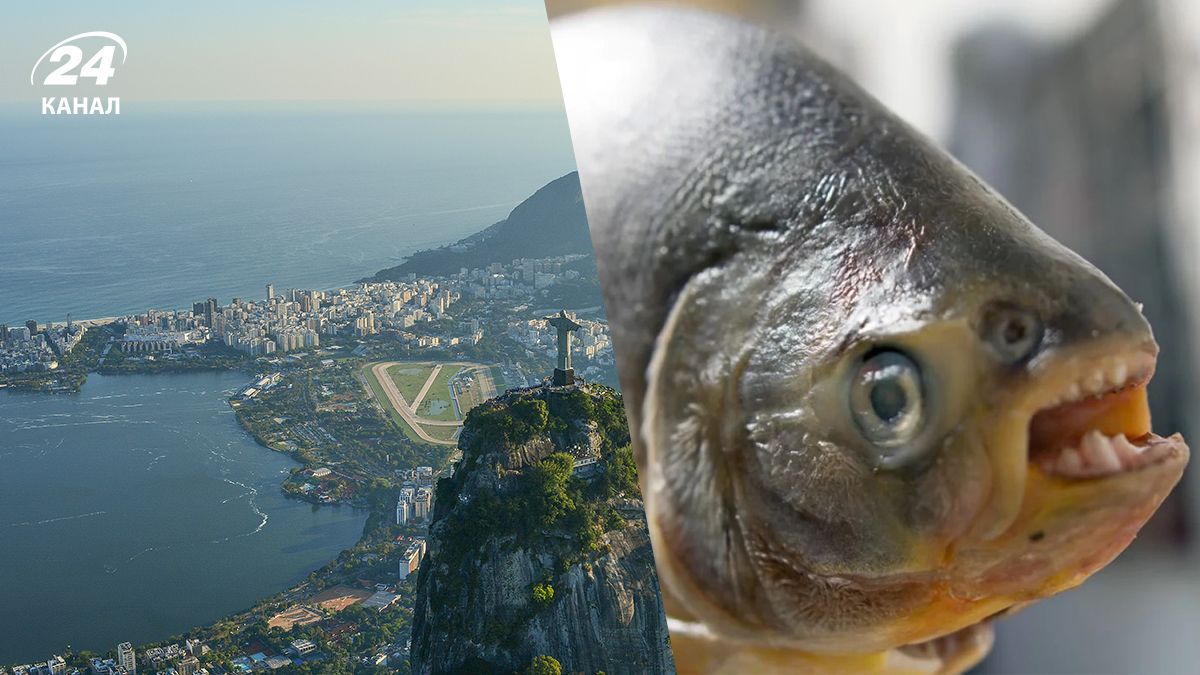 Рыба паку покусала десятки туристов в Бразилии