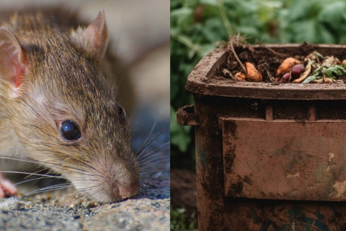 Вредители могут проникать в компостные контейнеры Вредители могут проникать в компостные контейнеры