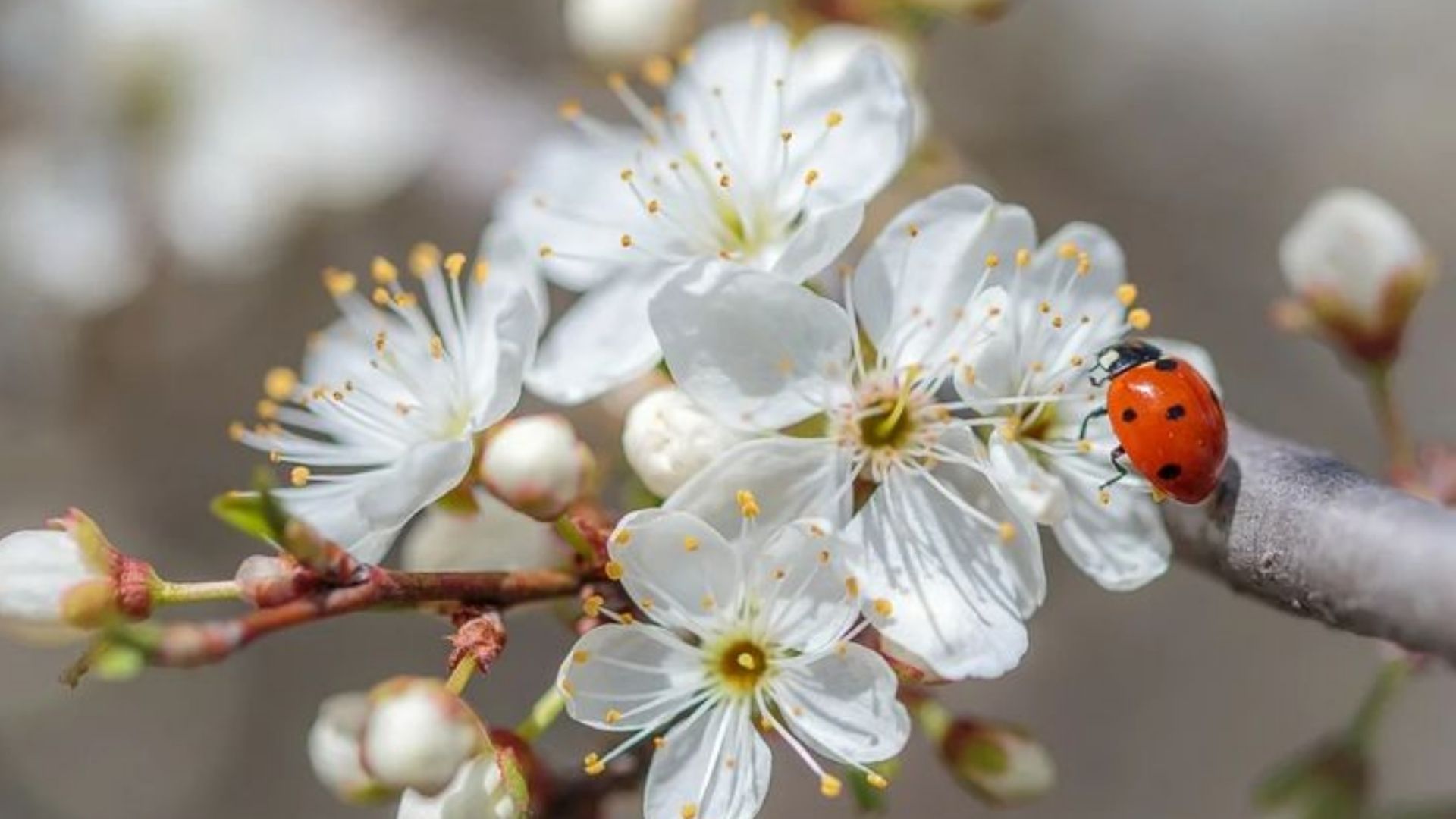 Погода в Украине 19 апреля - 24 Канал Погода в Украине 19 апреля - 24 Канал