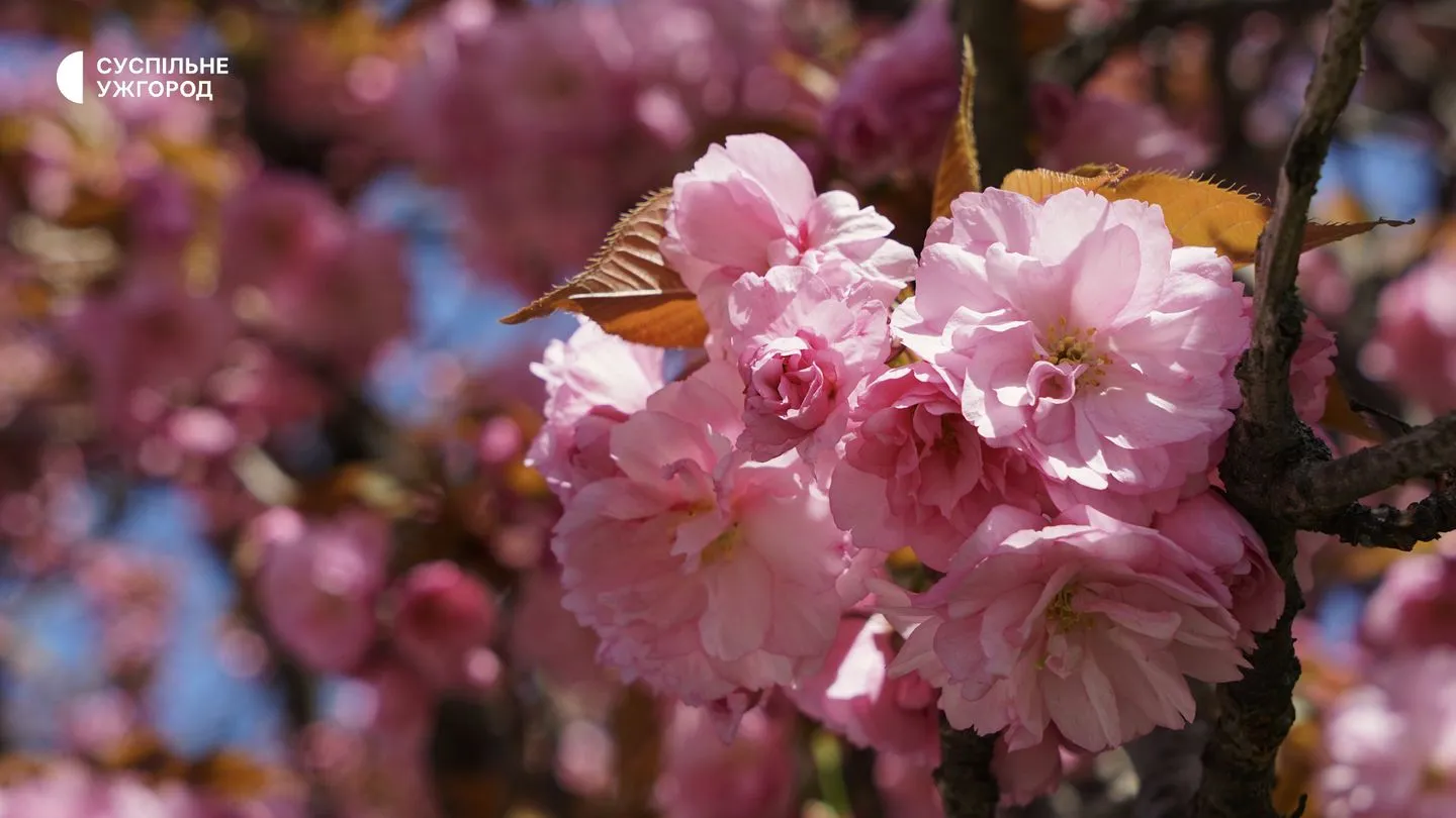 Сакури в Ужгороді Сакури в Ужгороді