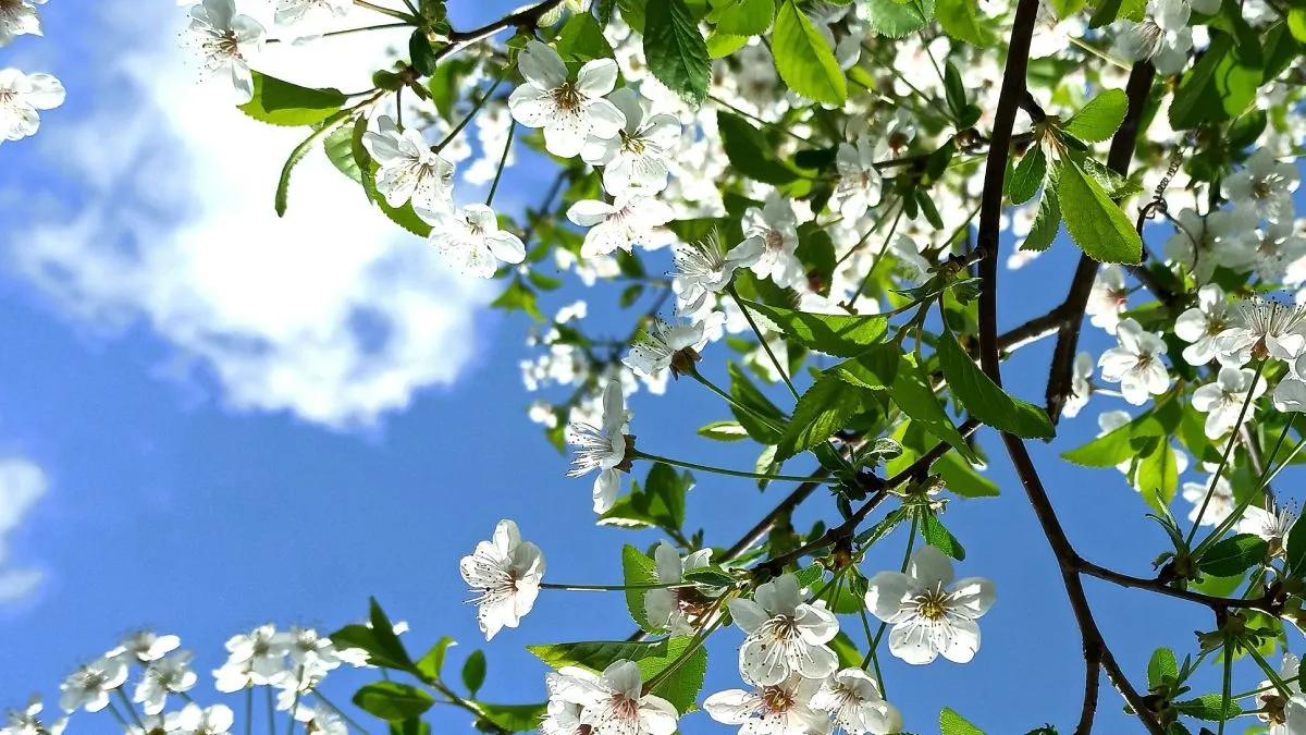 Погода у квітні Погода у квітні