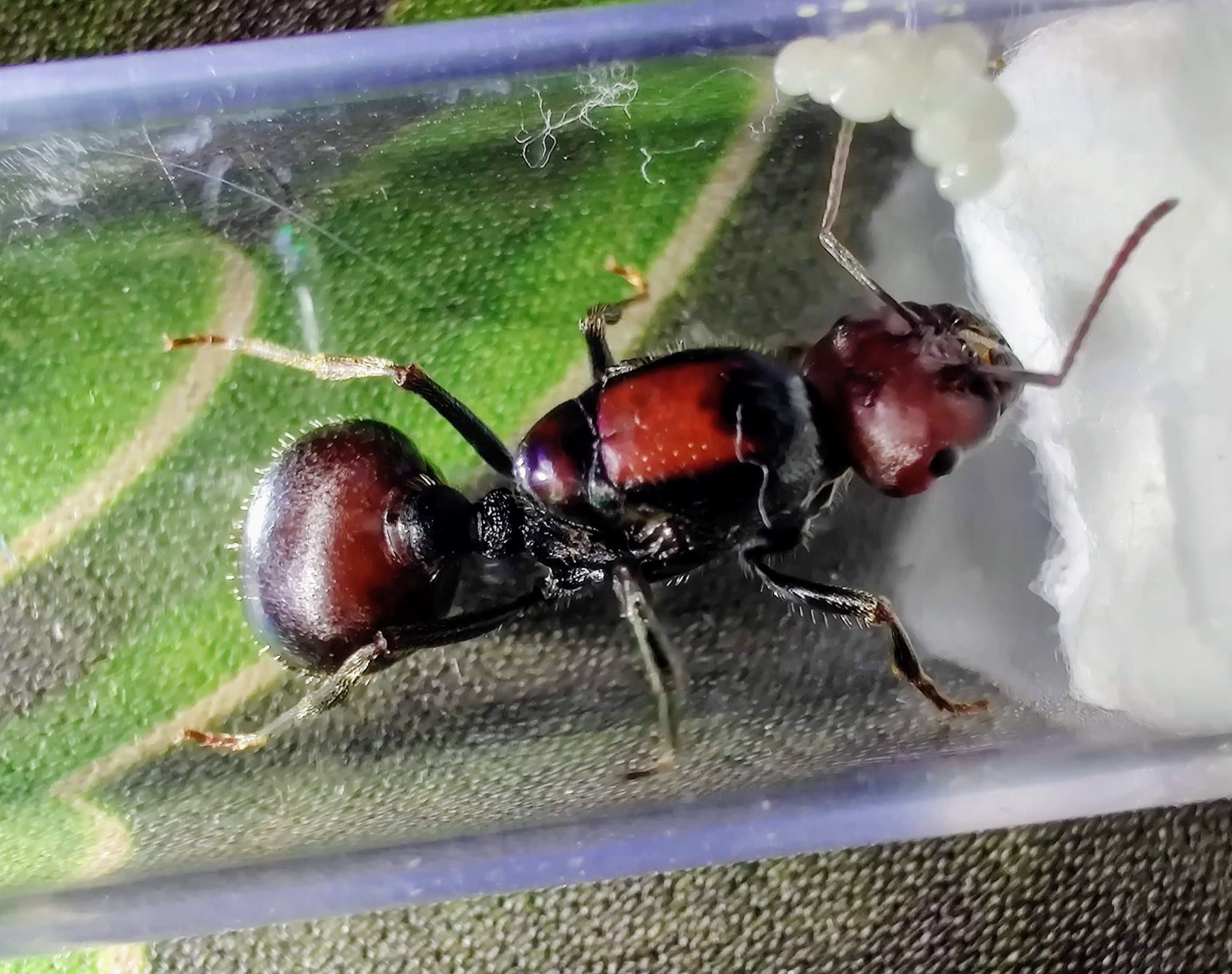 Муравей Messor Cephalotes Муравей Messor Cephalotes