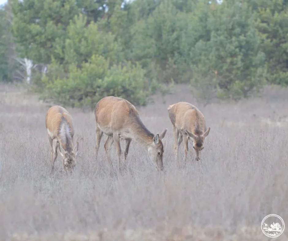 В Чернобыле появилось новое стадо оленей В Чернобыле появилось новое стадо оленей