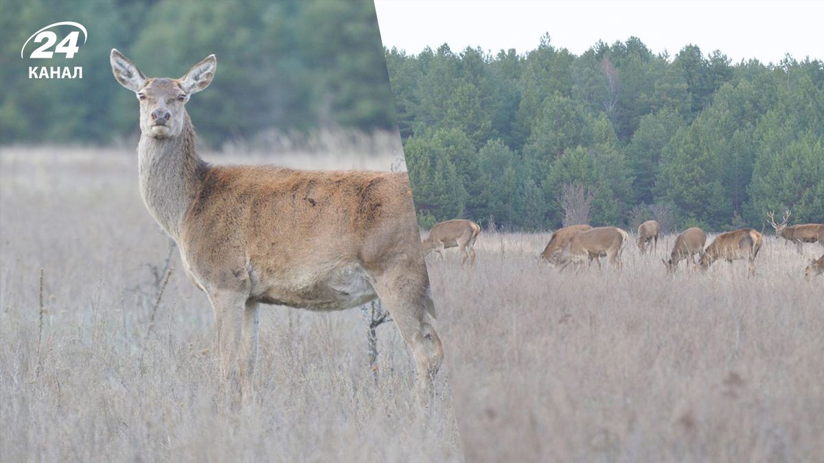 Новое стадо благородных оленей появилось в Чернобыльской зоне отчуждения