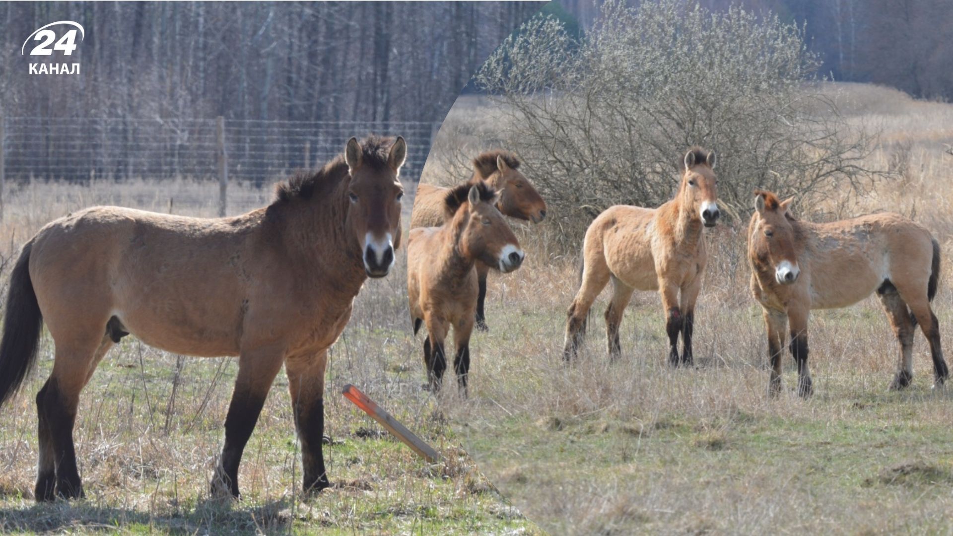 В Чернобыле живут гибриды лошадей Пржевальского - 24 Канал В Чернобыле живут гибриды лошадей Пржевальского - 24 Канал