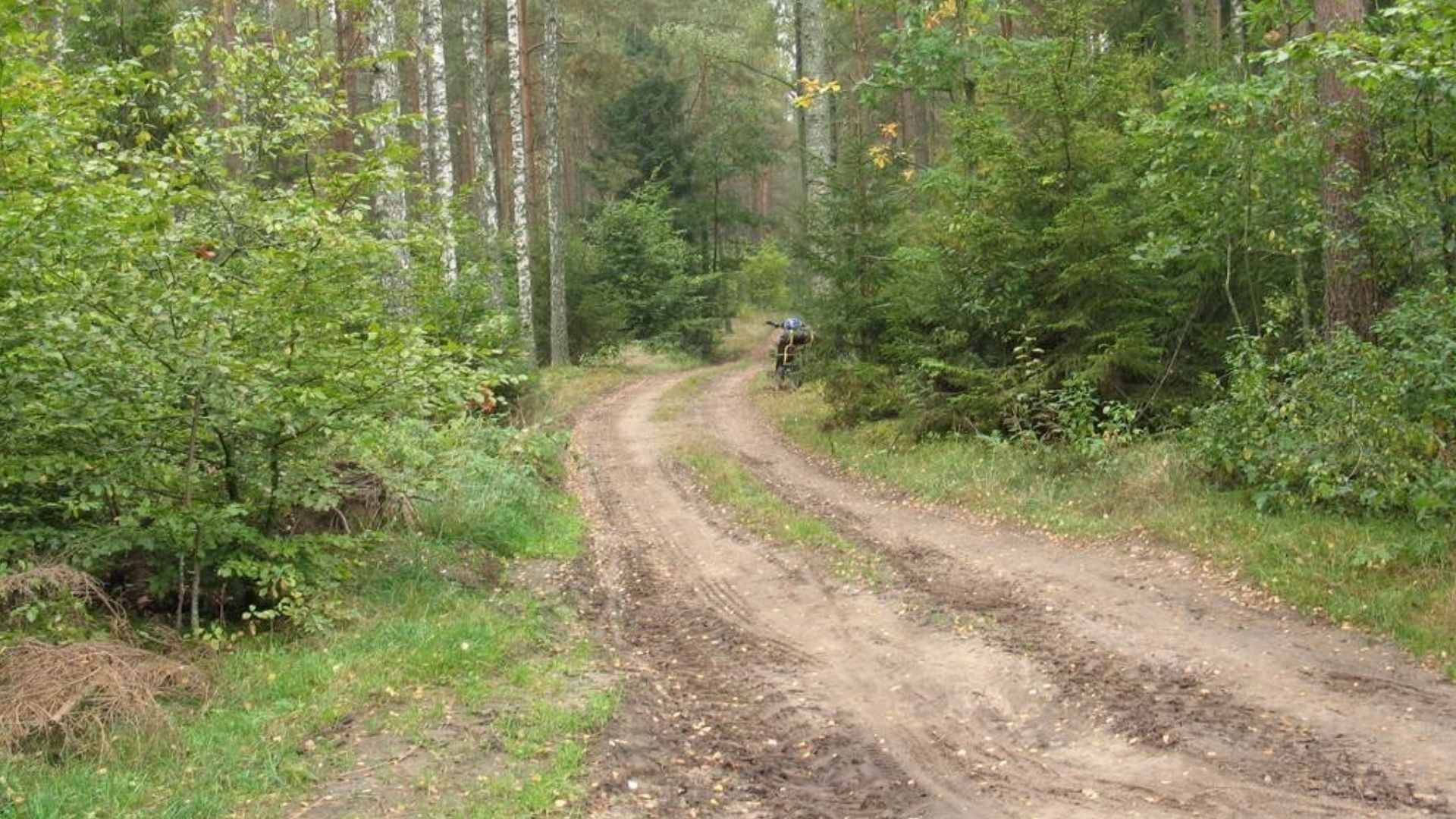 Лесная дорога Лесная дорога