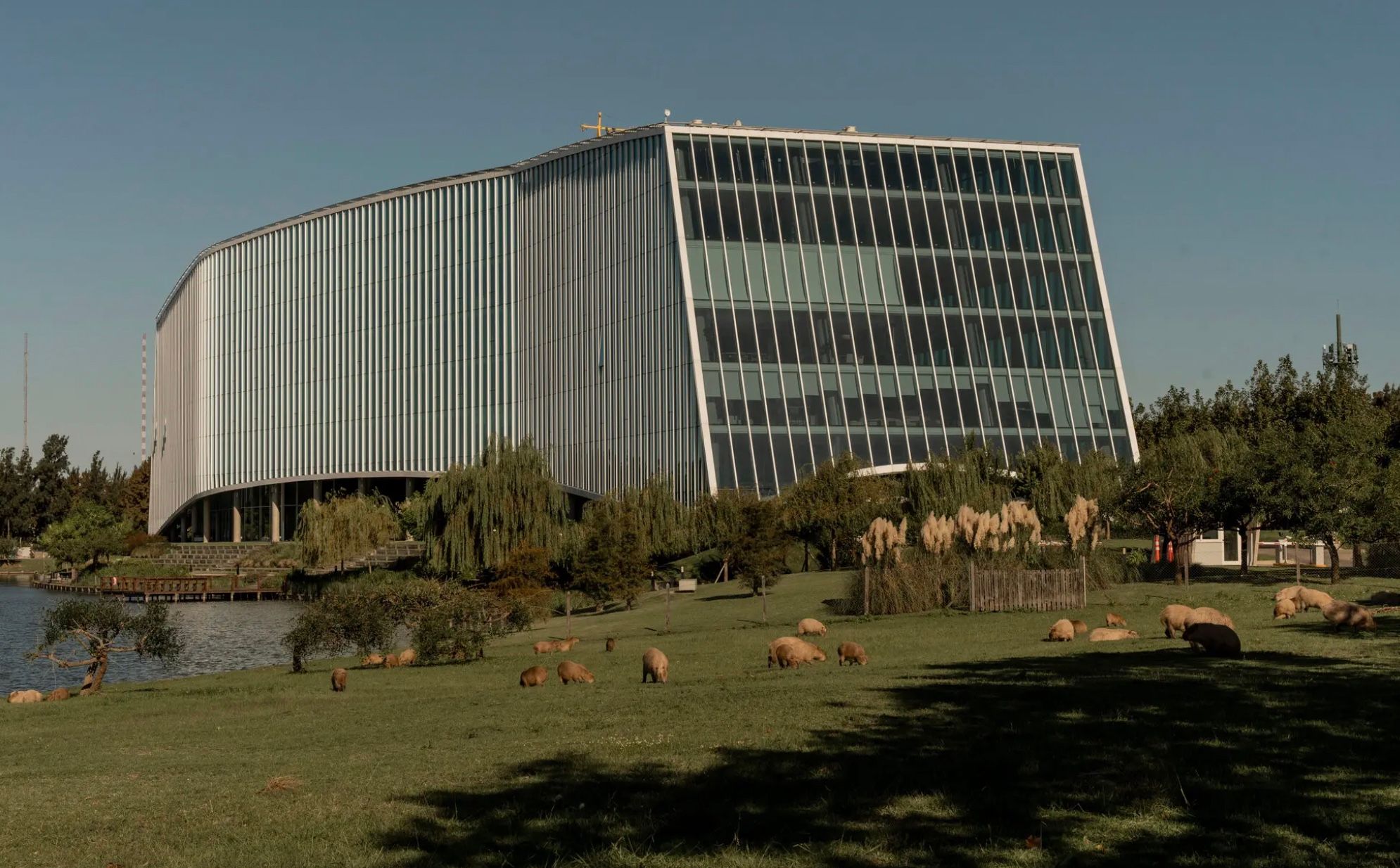 Капібари окупували елітний район у столиці Аргентини