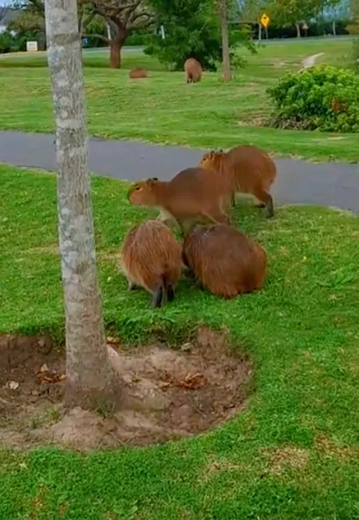 Капибары захватили поселок в Аргентине Капибары захватили поселок в Аргентине