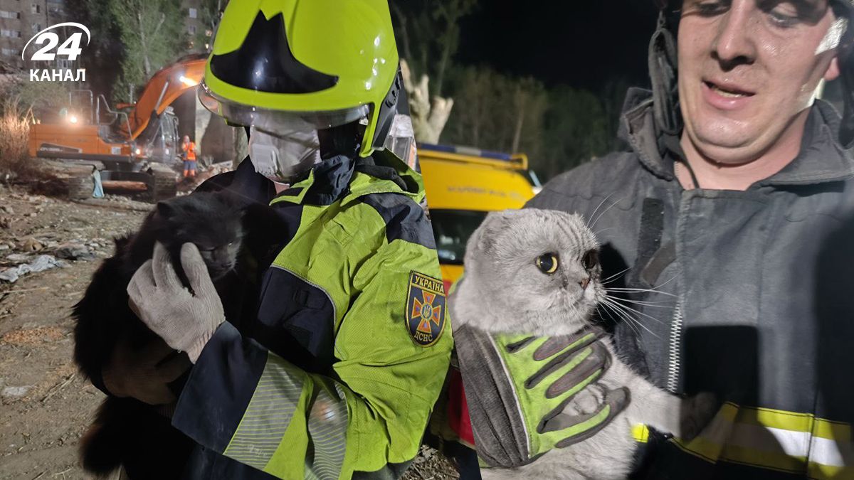 Як рятувальники врятували 2 котиків у Києві після атаки Як рятувальники врятували 2 котиків у Києві після атаки