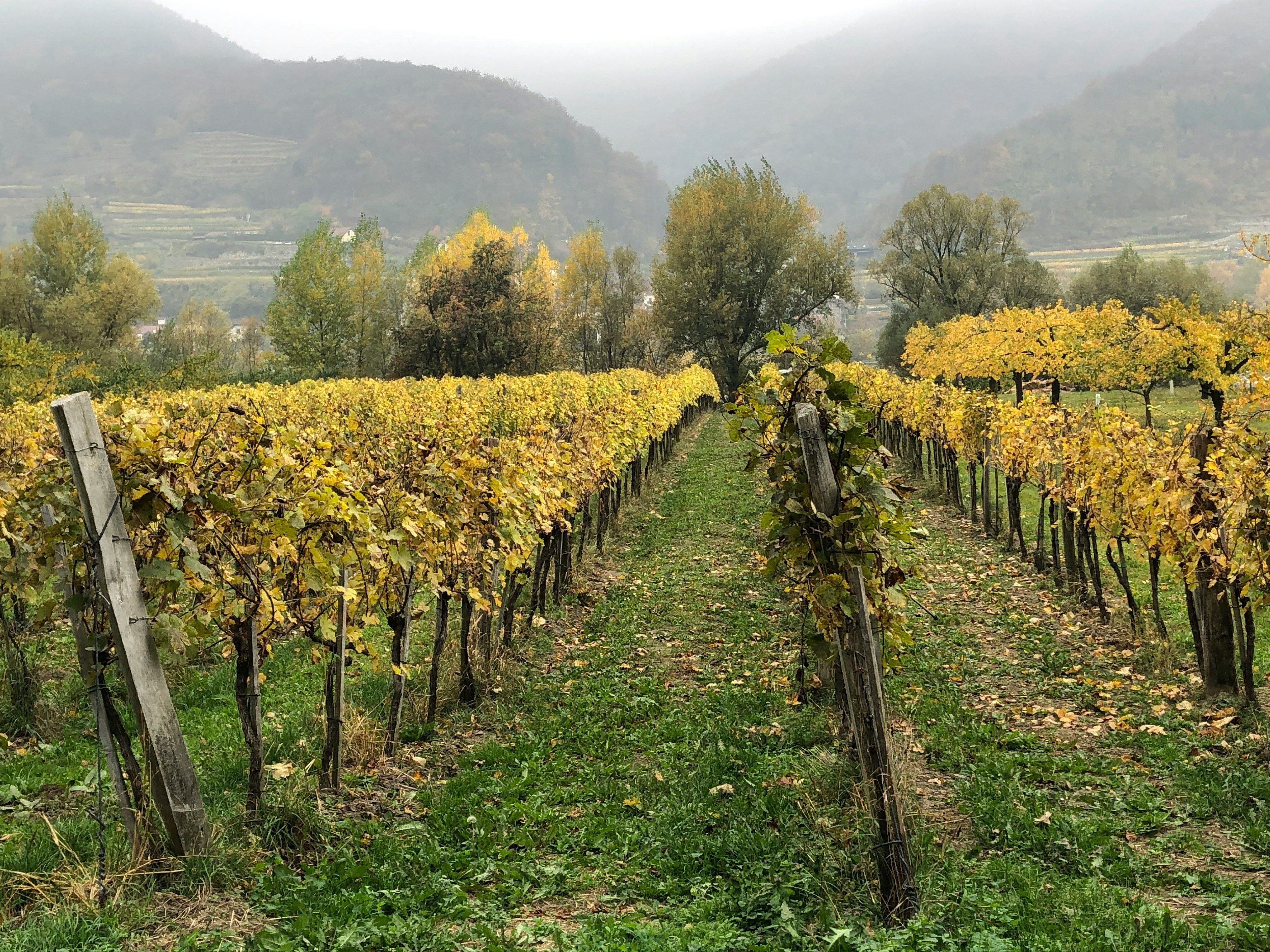 Вино содержит сверхстойкие химикаты Вино содержит сверхстойкие химикаты