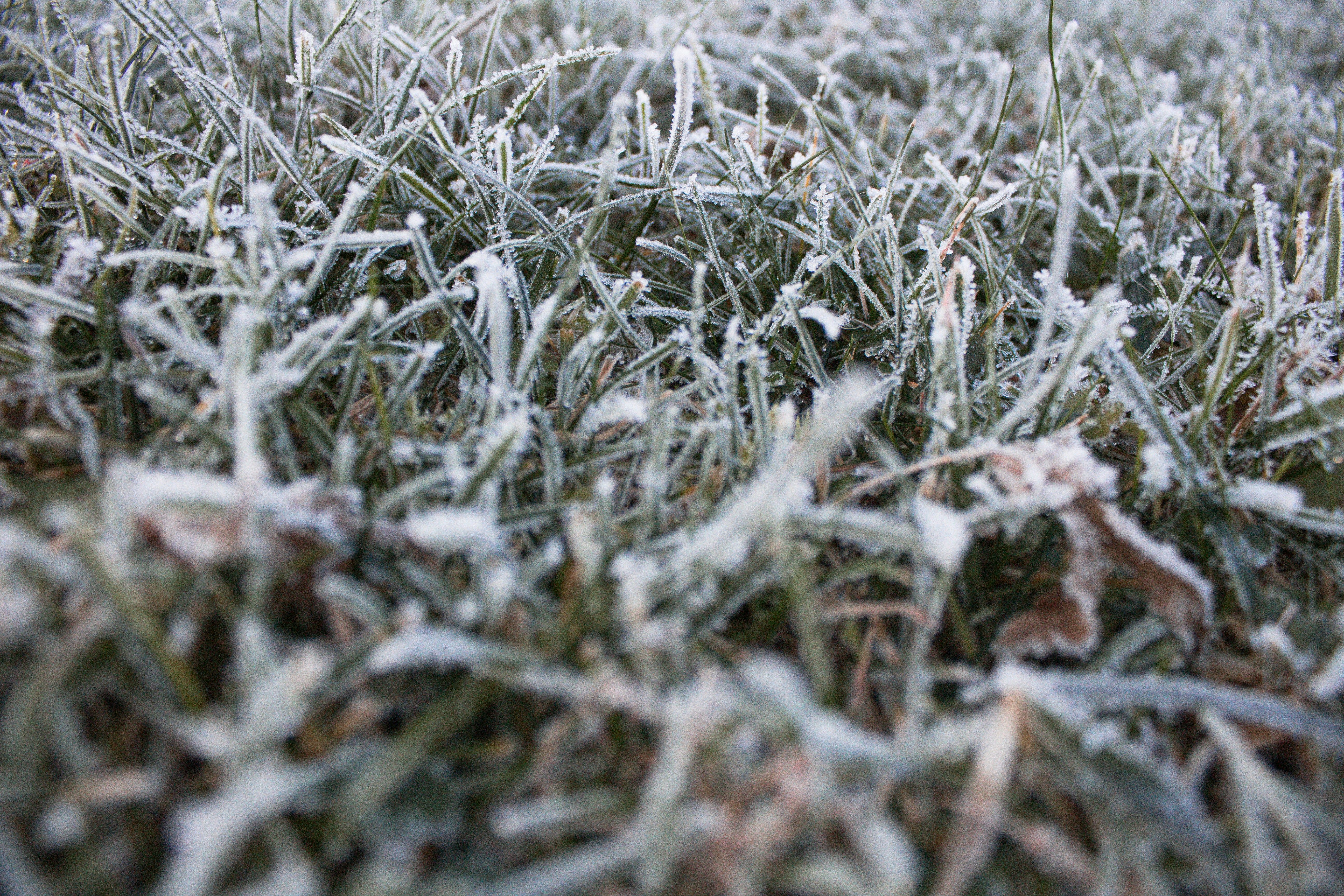 Заморозки в Украине 25 апреля 2025 года Заморозки в Украине 25 апреля 2025 года