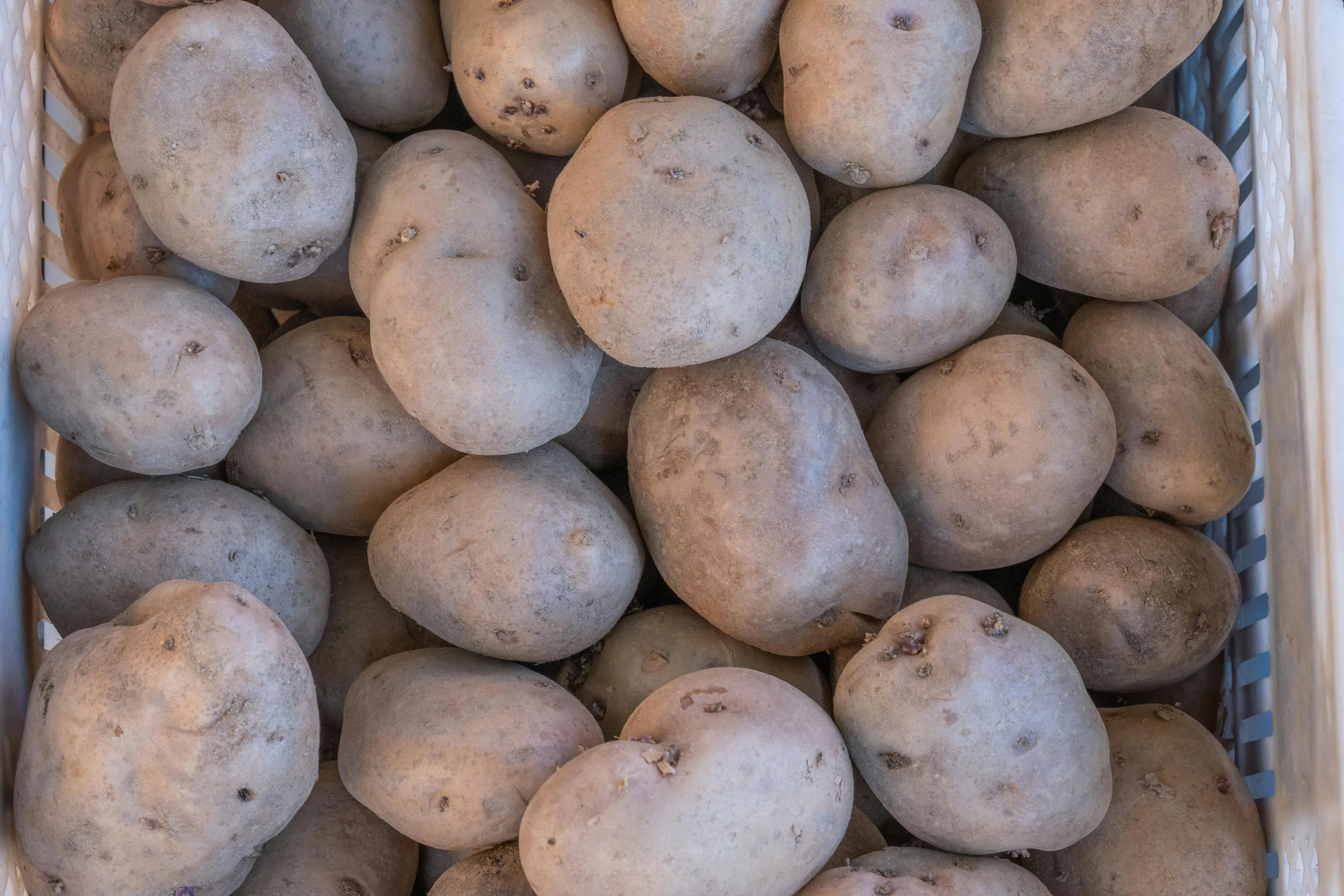 Названо найкращий час для посадки картоплі