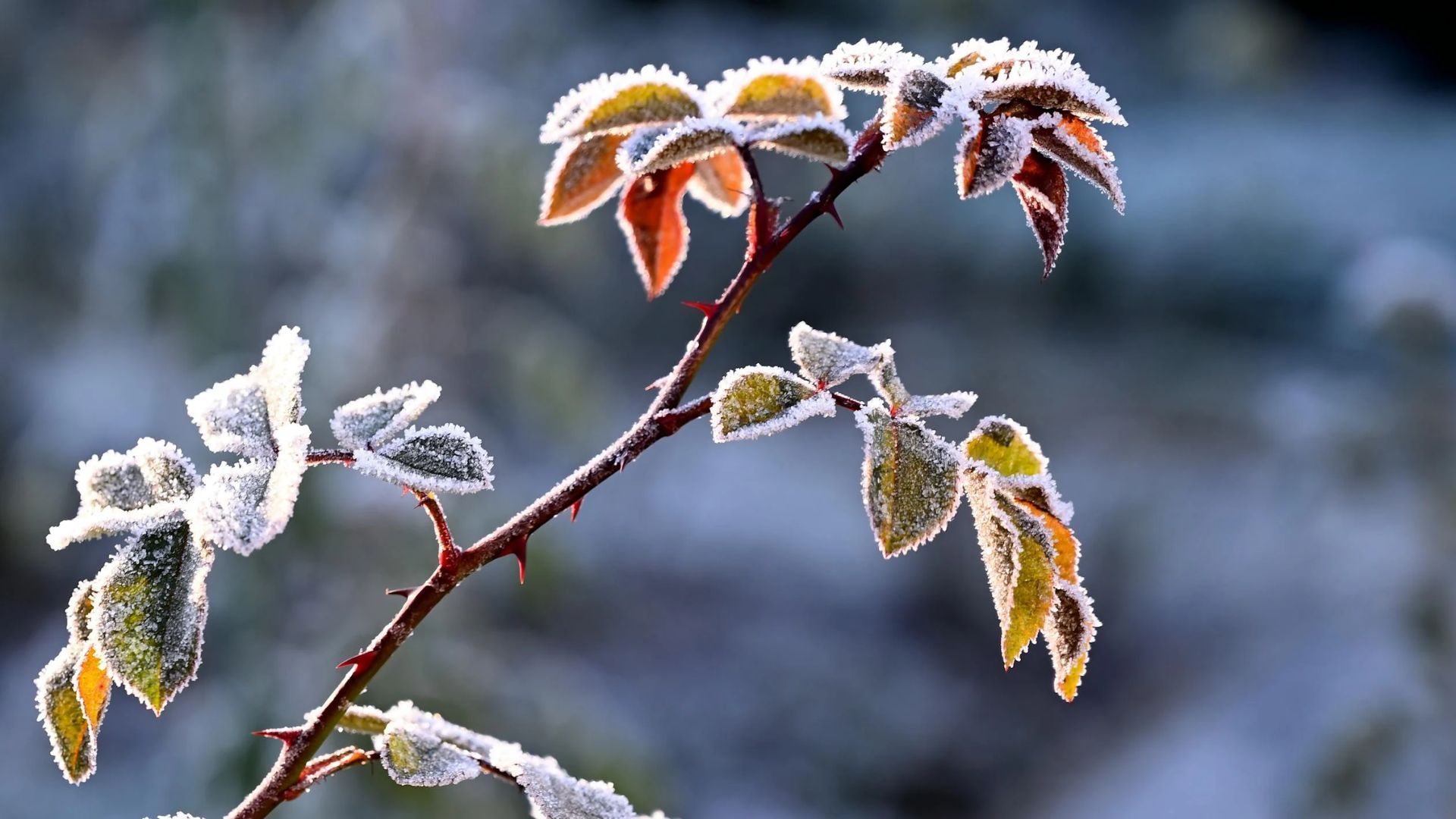 У Львівській області очікують заморозки У Львівській області очікують заморозки
