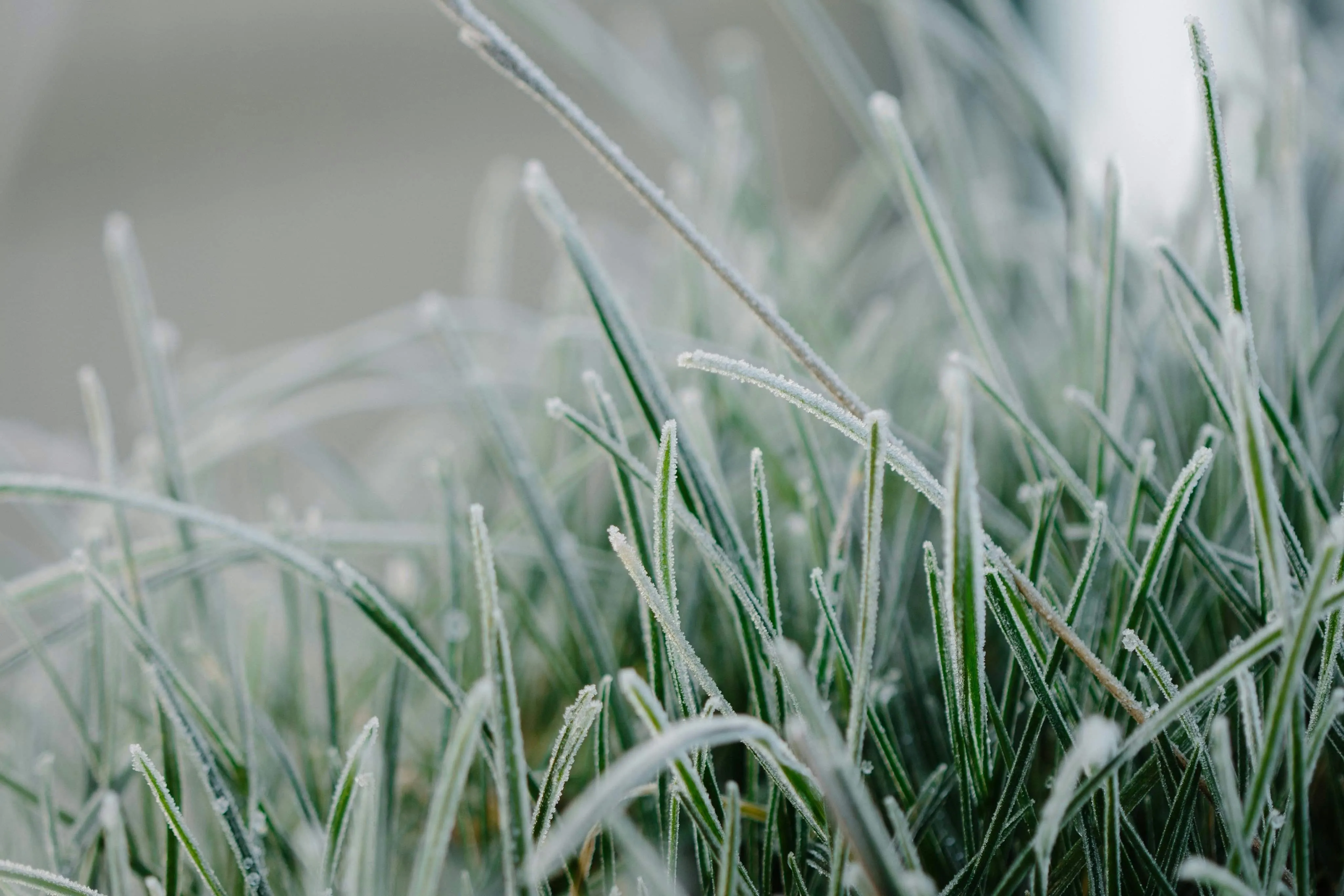 Заморозки Заморозки