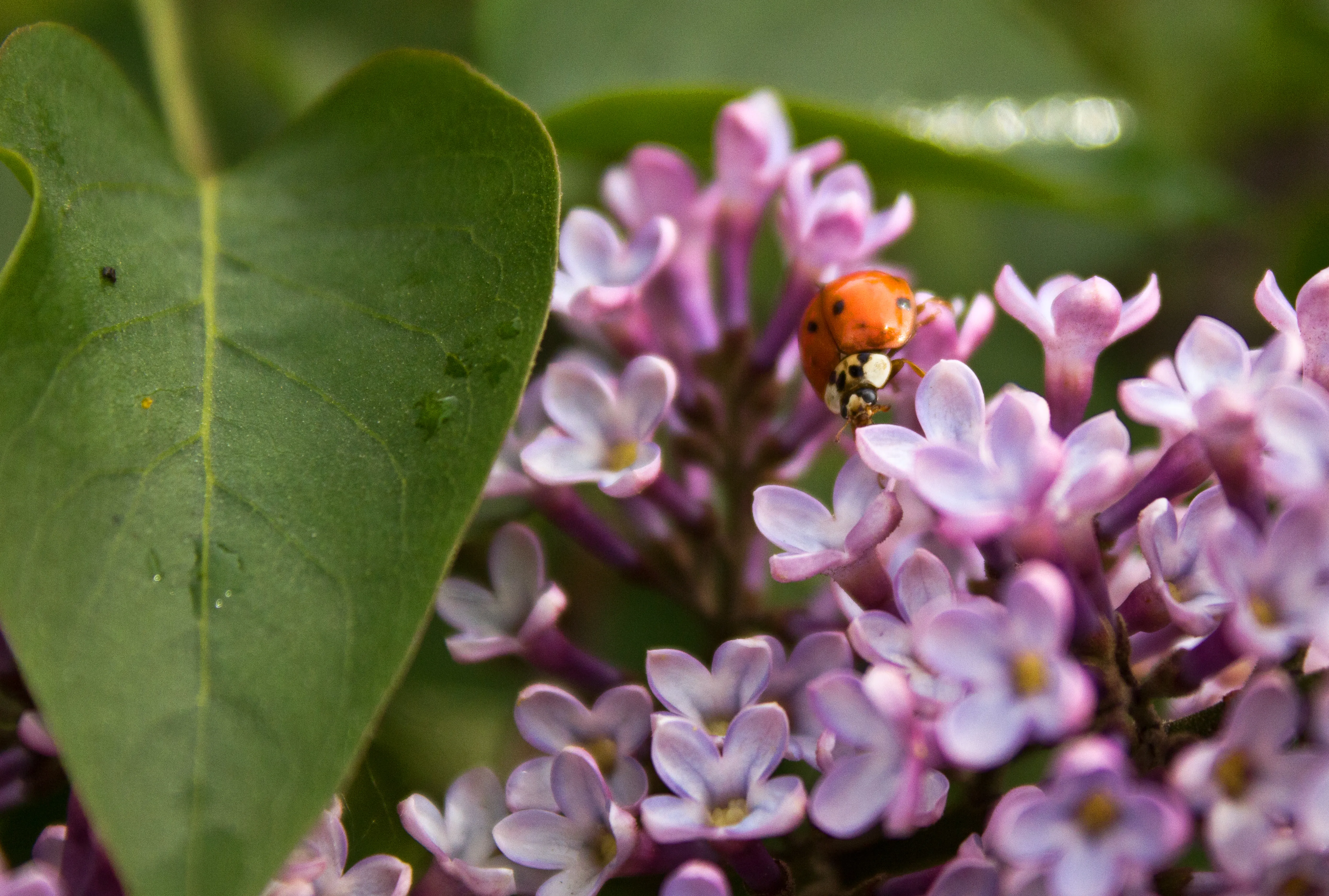 Літо в Україні Літо в Україні