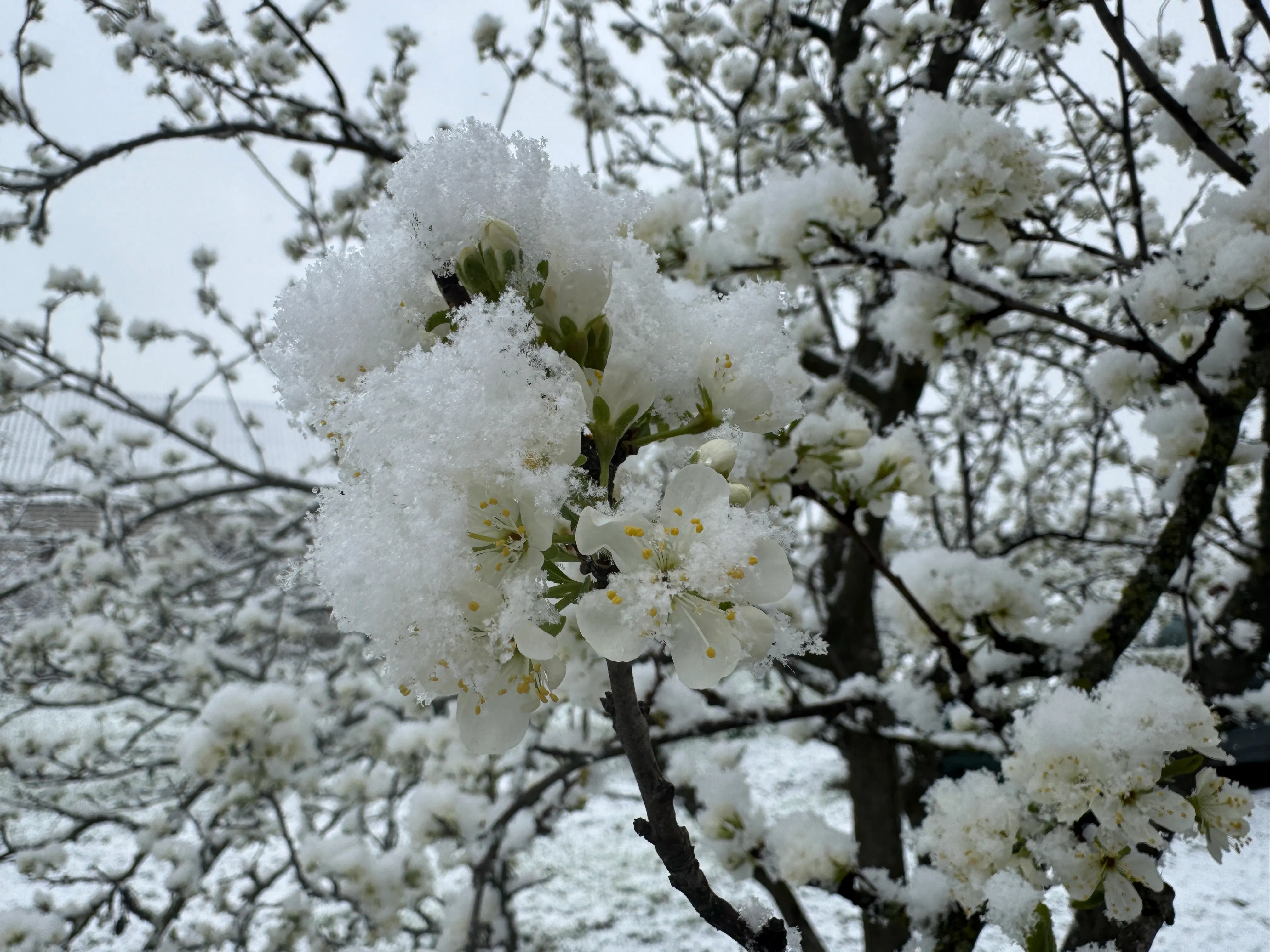 Сніг в Україні Сніг в Україні