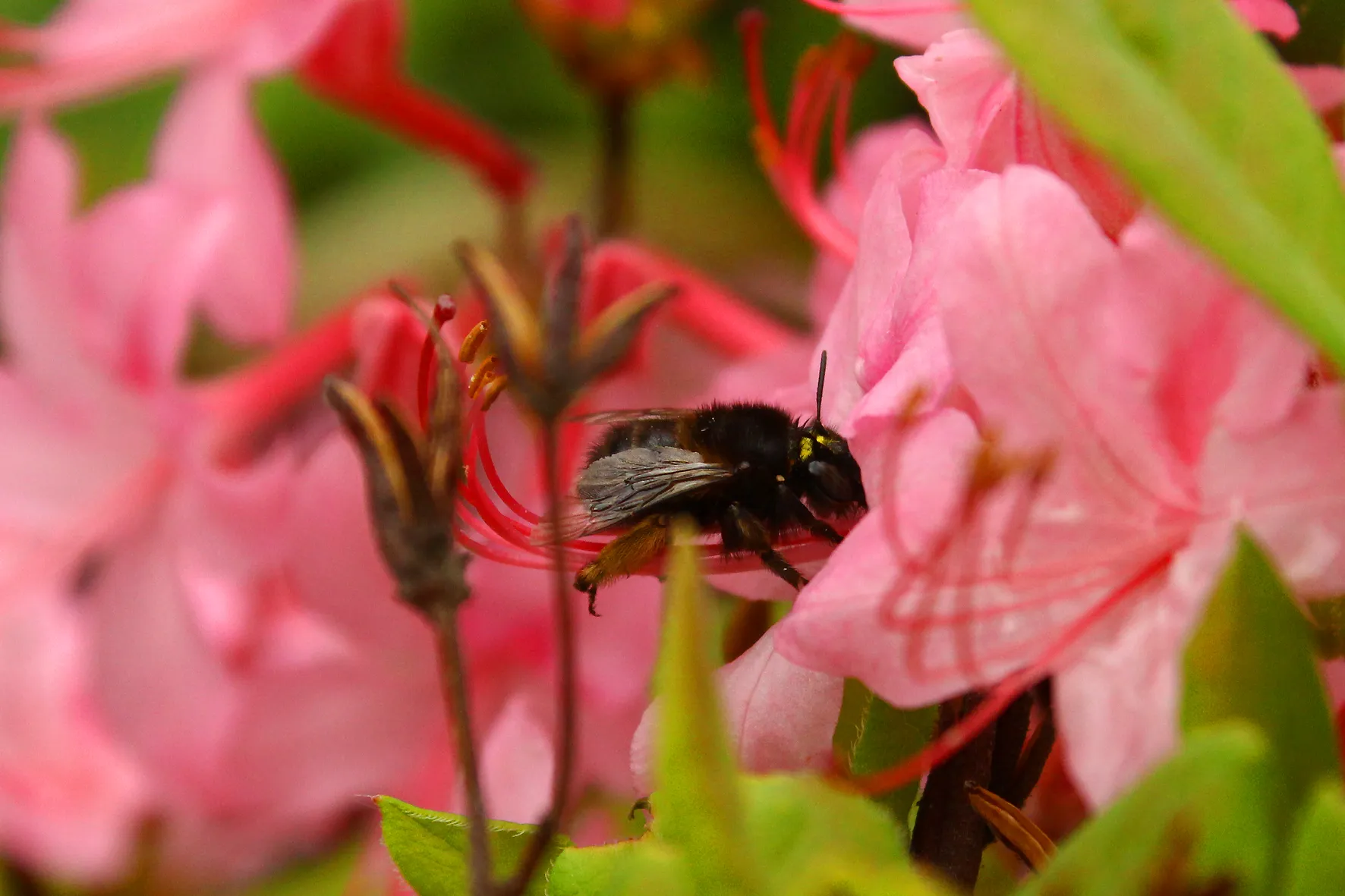 Весна в Україні Весна в Україні