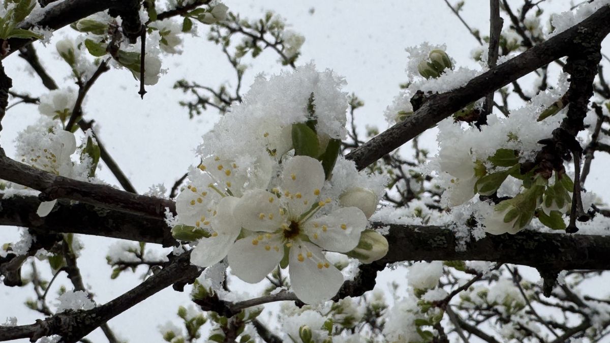 Чи буде сніг в Україні Чи буде сніг в Україні