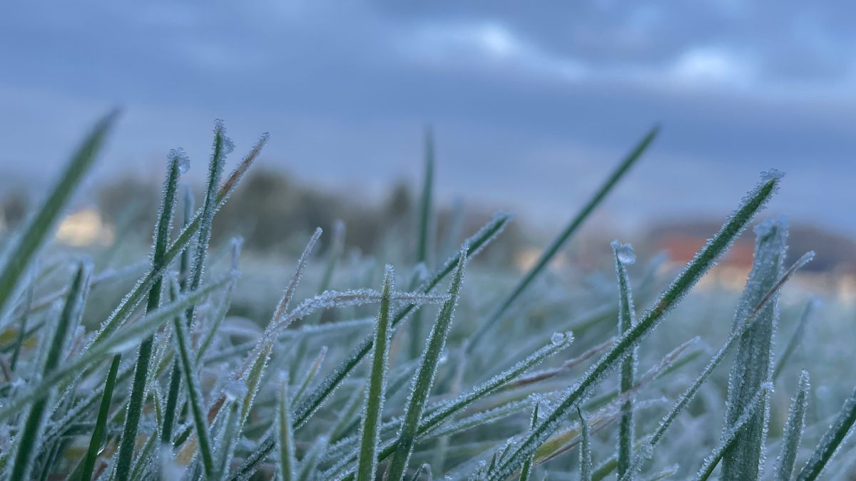 Заморозки Заморозки