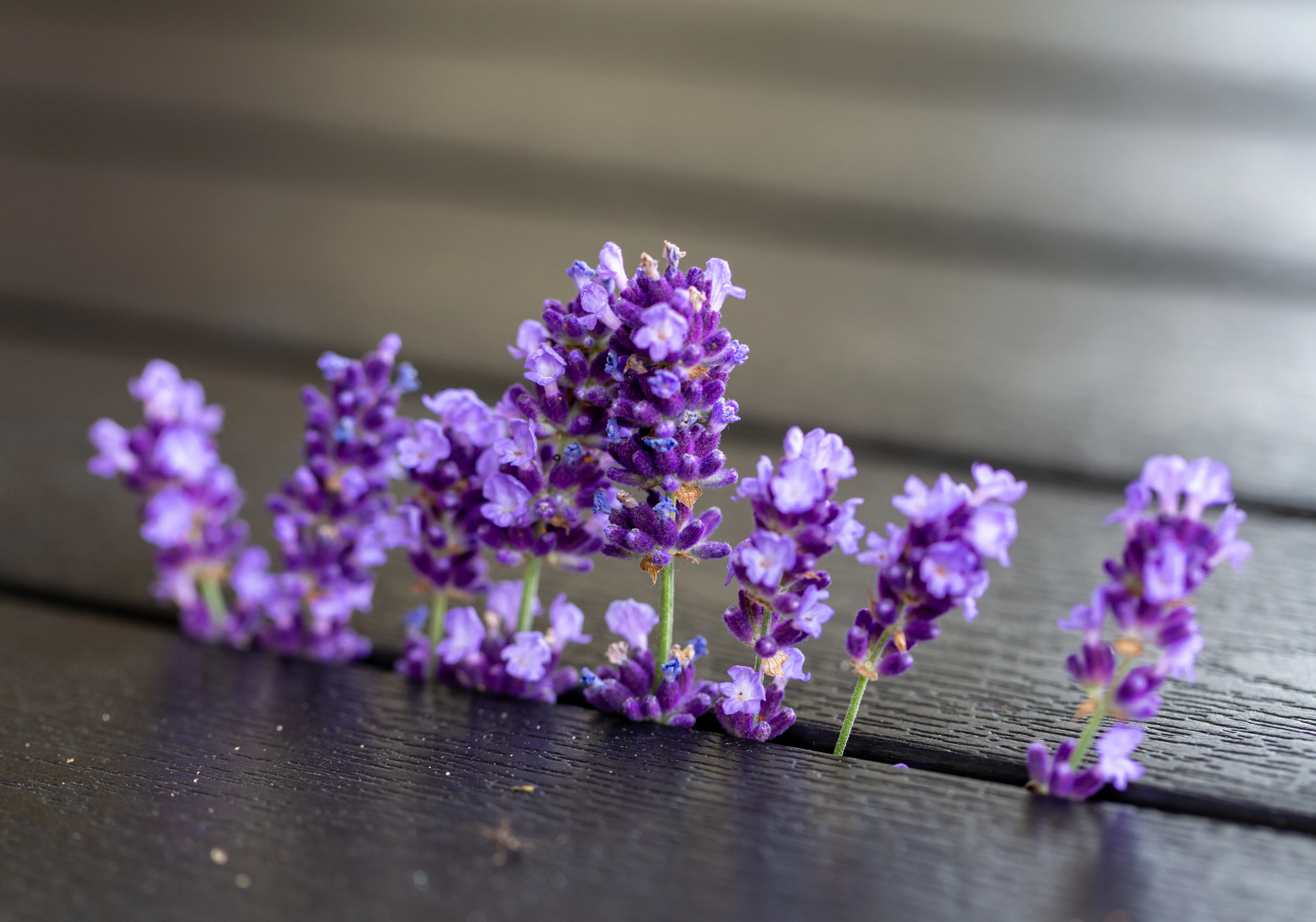 Лаванда защищает дом от моли Лаванда защищает дом от моли