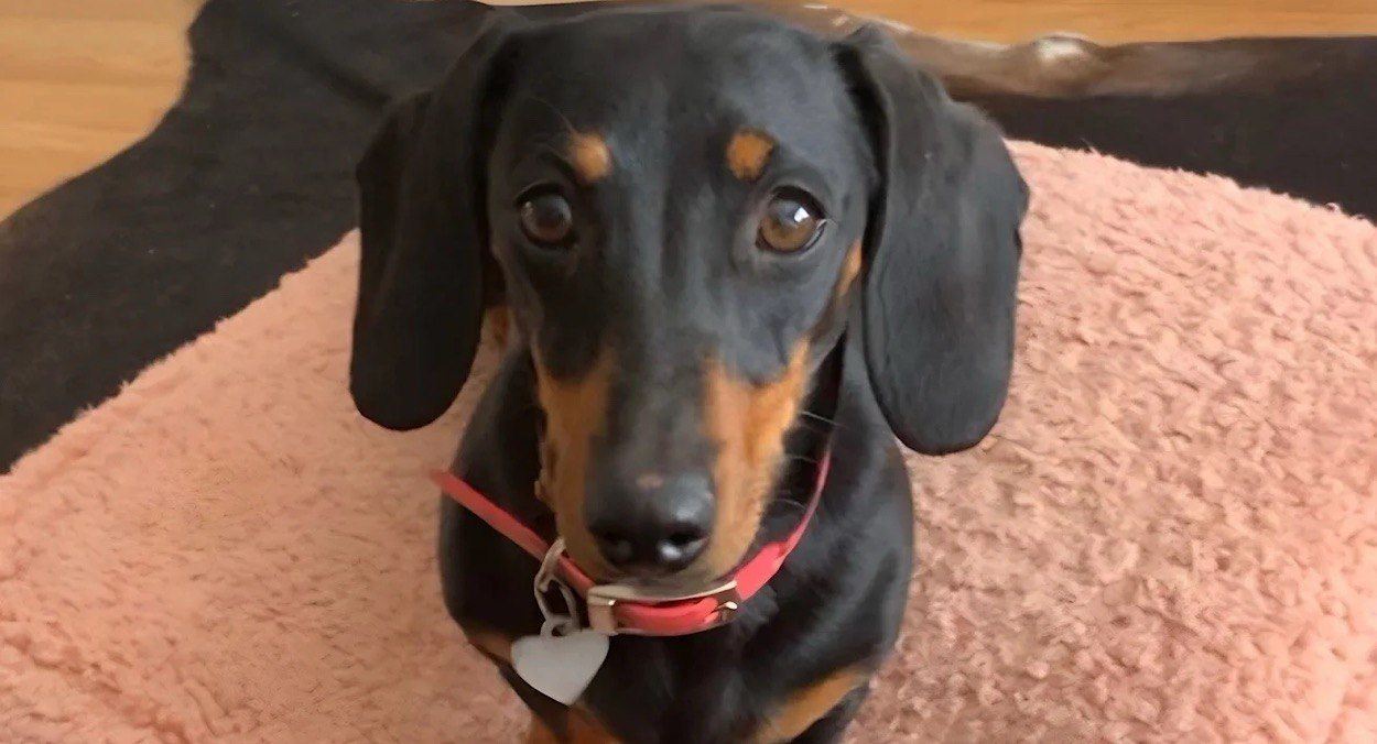 Такса Валері вижила після року блукань Такса Валері вижила після року блукань