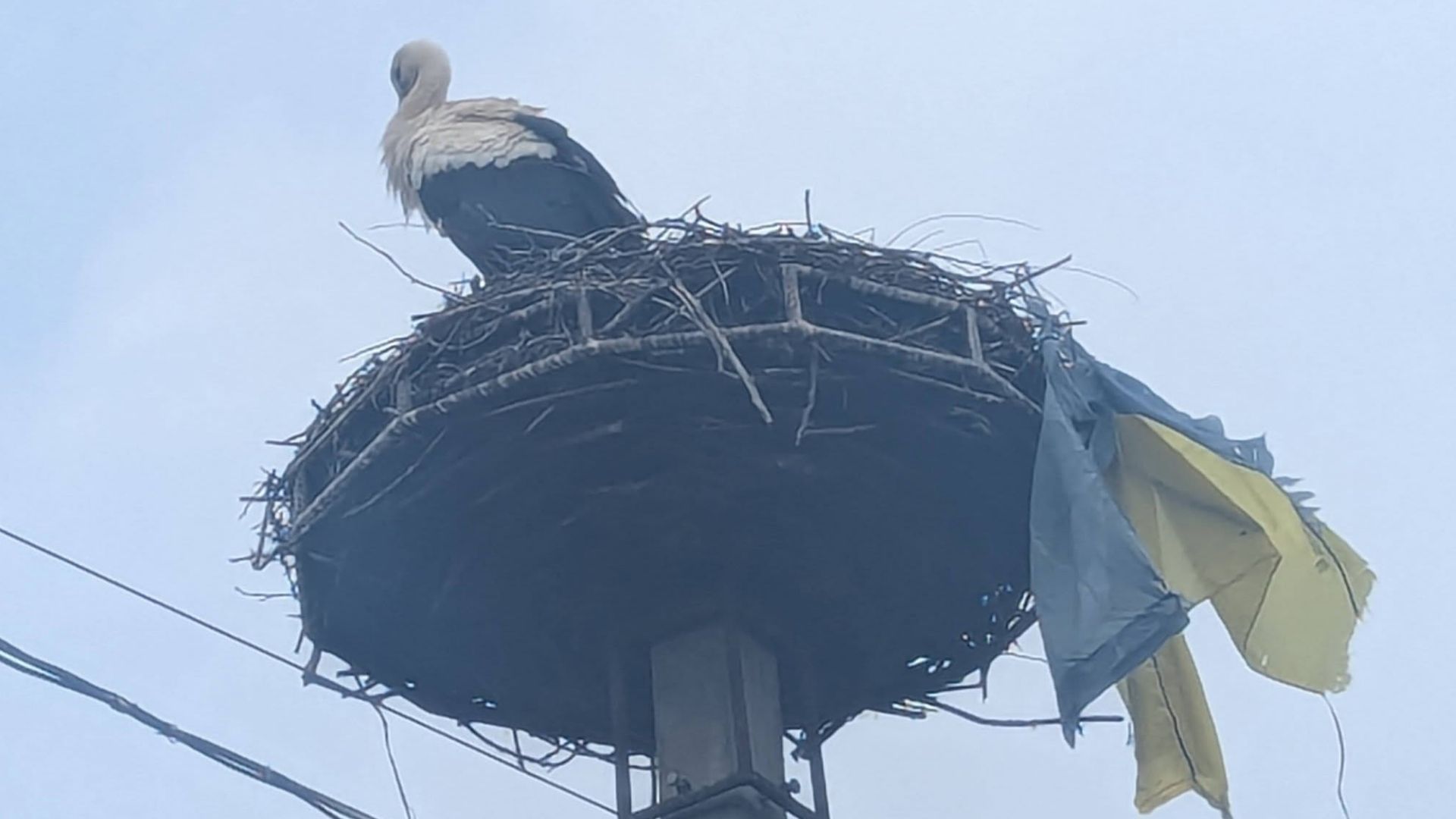 На Закарпатье аист добавил флаг Украины к своему гнезду На Закарпатье аист добавил флаг Украины к своему гнезду