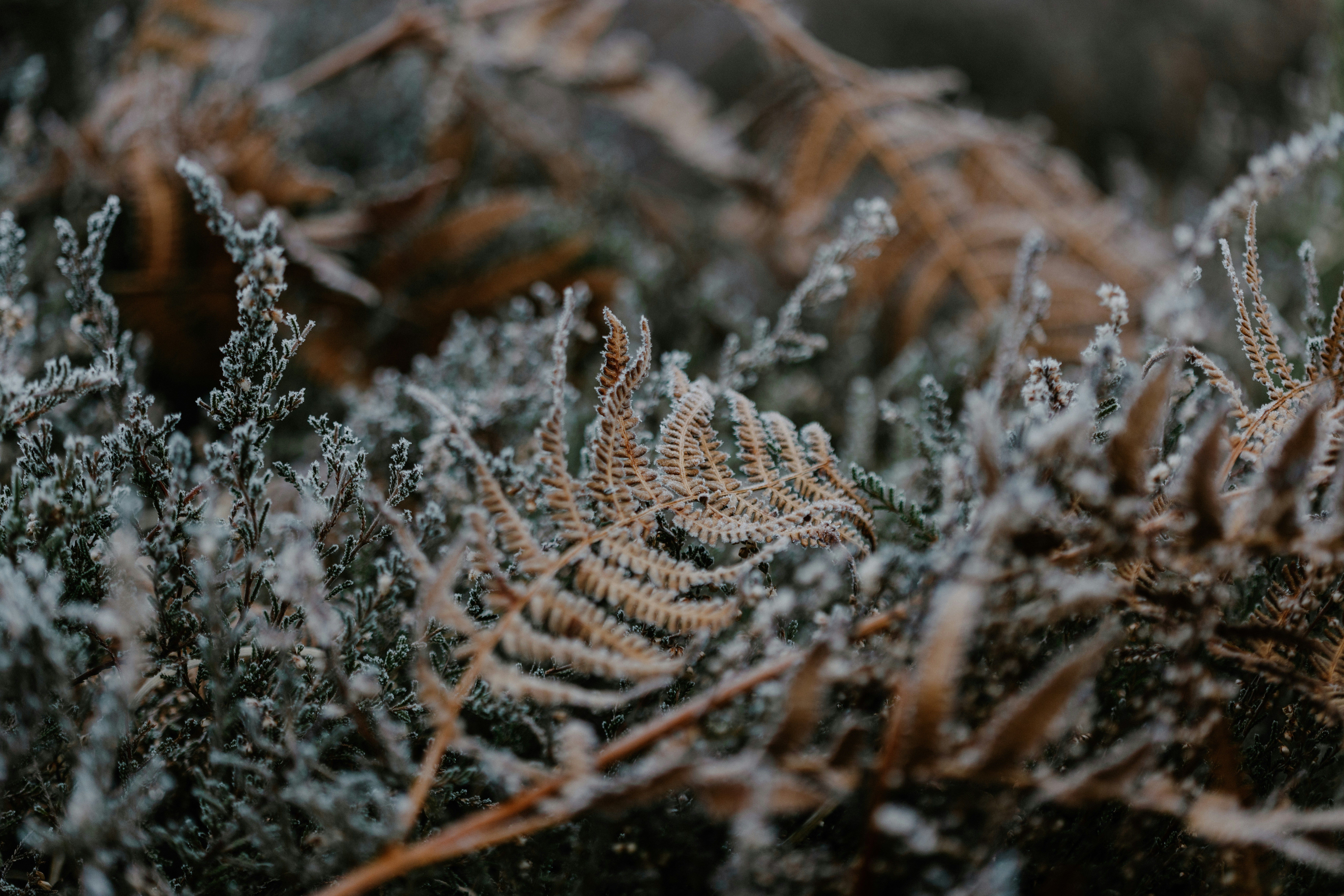 Заморозки у Києві 28 квітня Заморозки у Києві 28 квітня