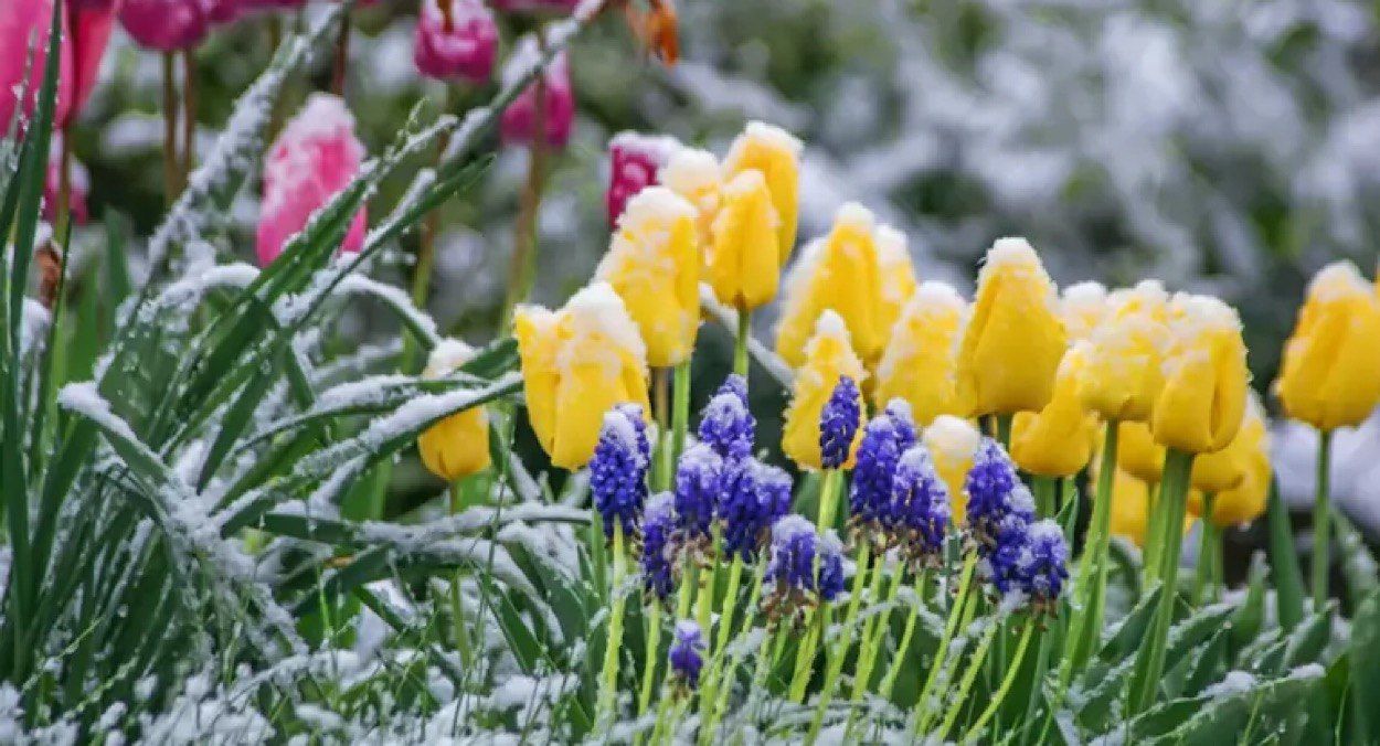 Заморозки в Україні Заморозки в Україні