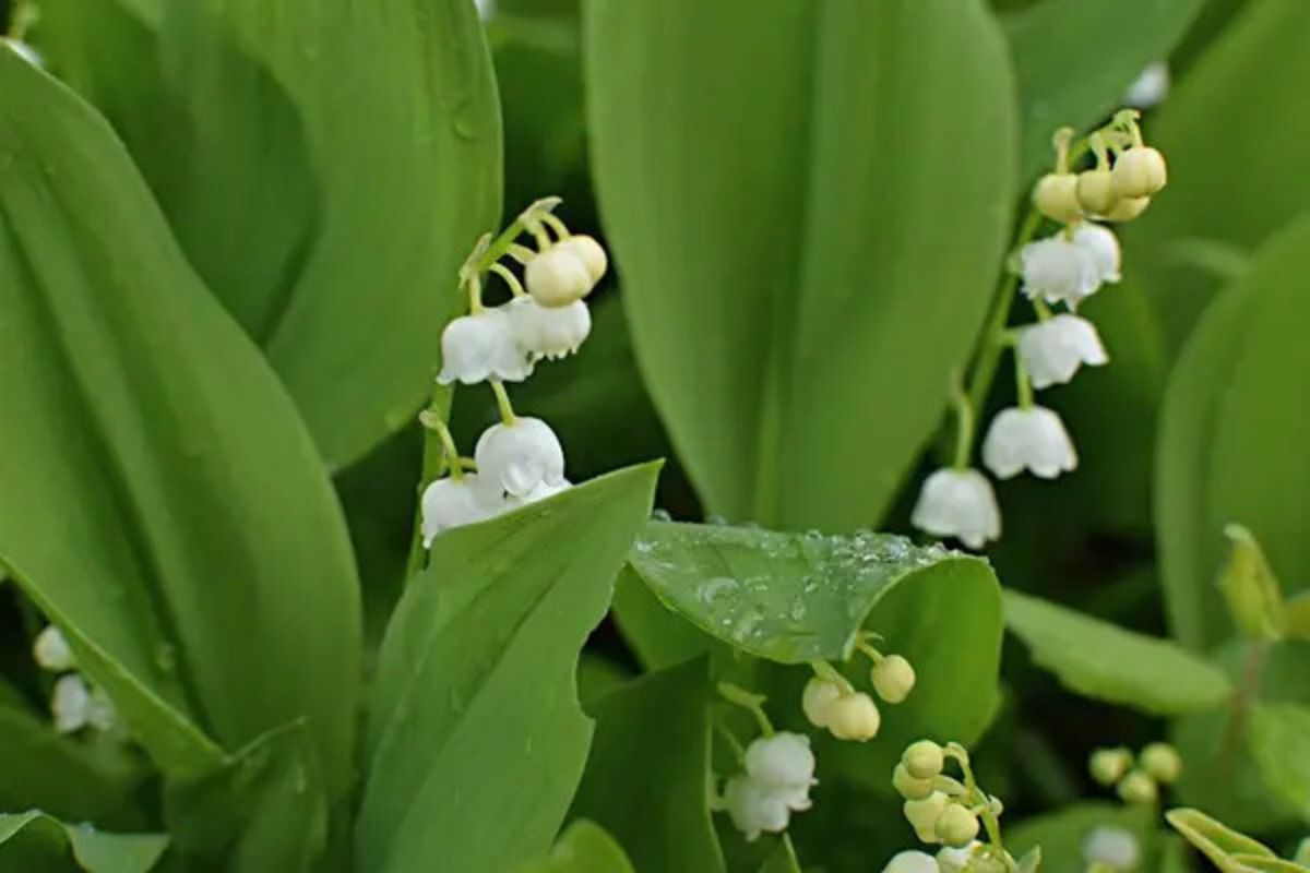 Как по-украински будет ландыш - интересные названия и факты о растении Как по-украински будет ландыш - интересные названия и факты о растении