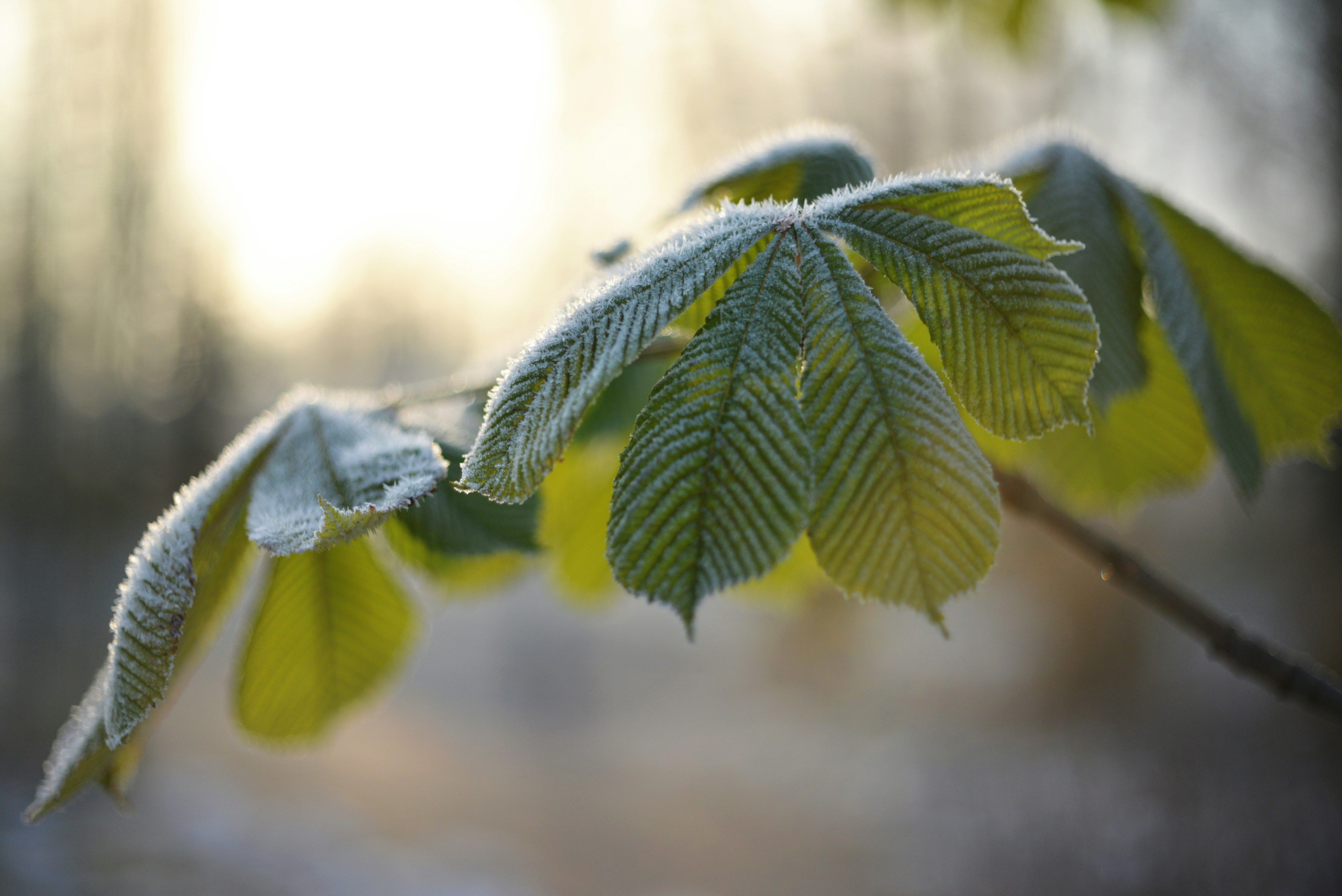 Заморозки угрожают поздним фруктам