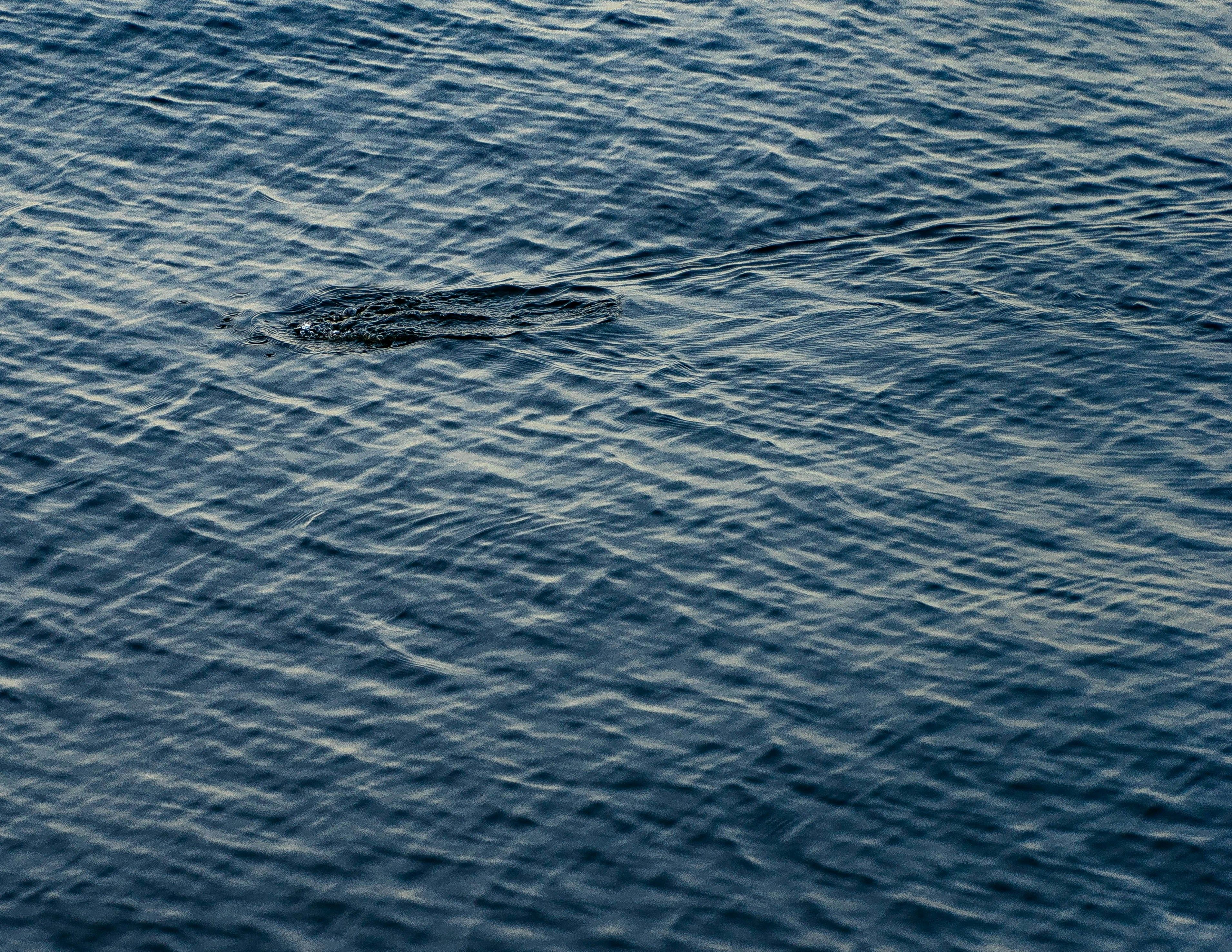 Ученые зафиксировали на видео редких китов - видео Ученые зафиксировали на видео редких китов - видео