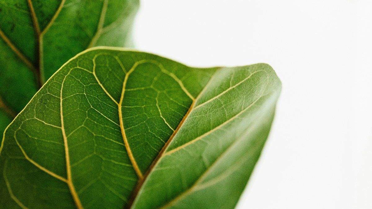 Растения издают ультразвуковые звуки когда находятся в стрессе или страдают от боли