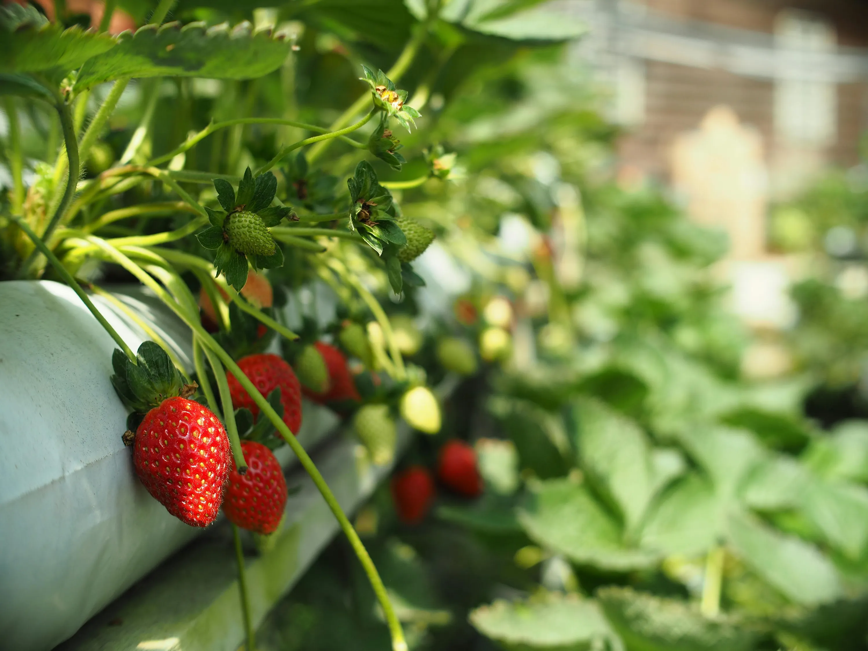 Порада, яка допоможе полуниці вирости великою Порада, яка допоможе полуниці вирости великою