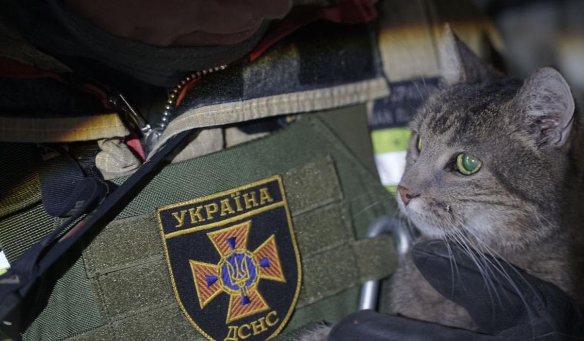 В Киеве спасли кошку из пожара В Киеве спасли кошку из пожара