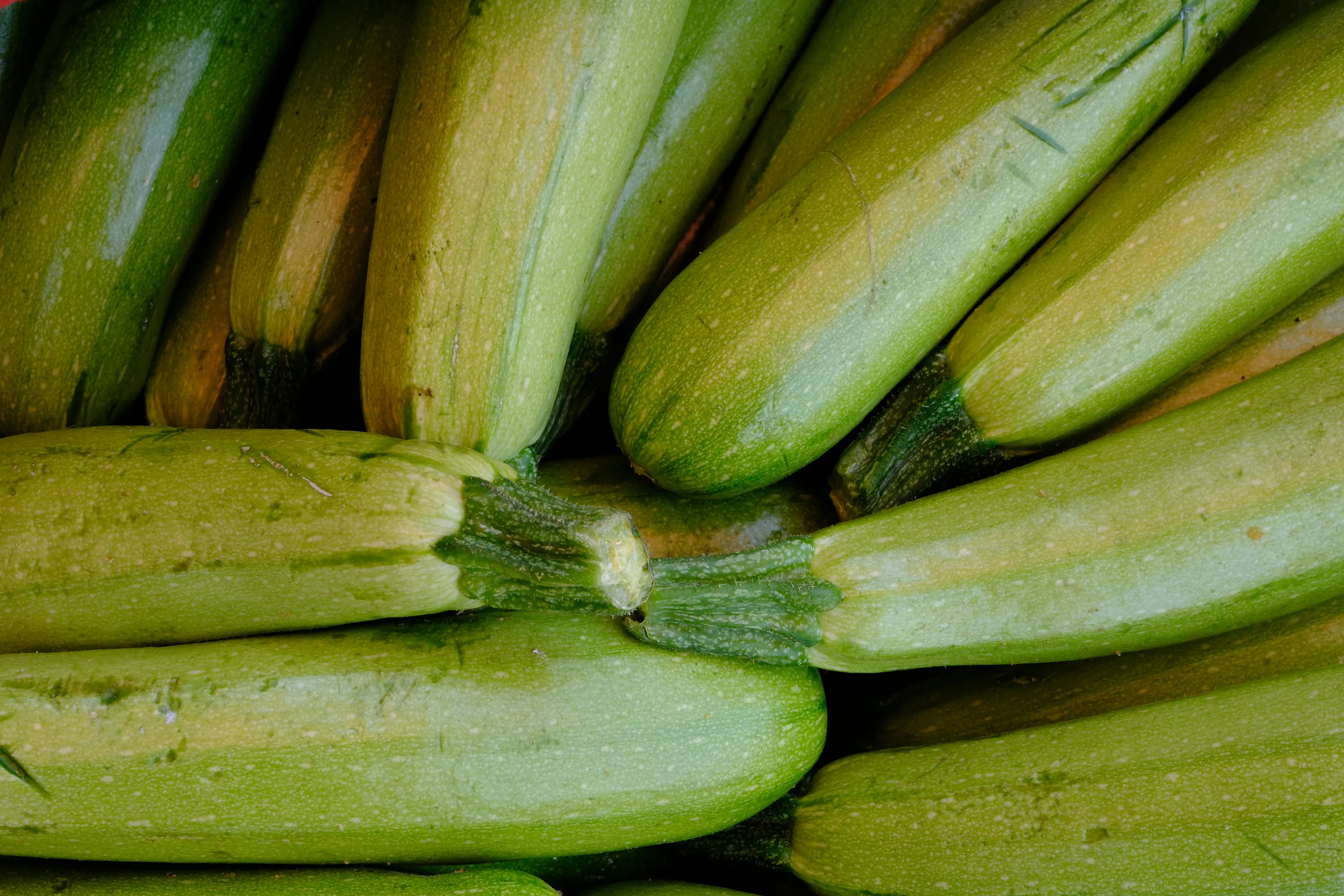 Найкращі сорти кабачків для посади