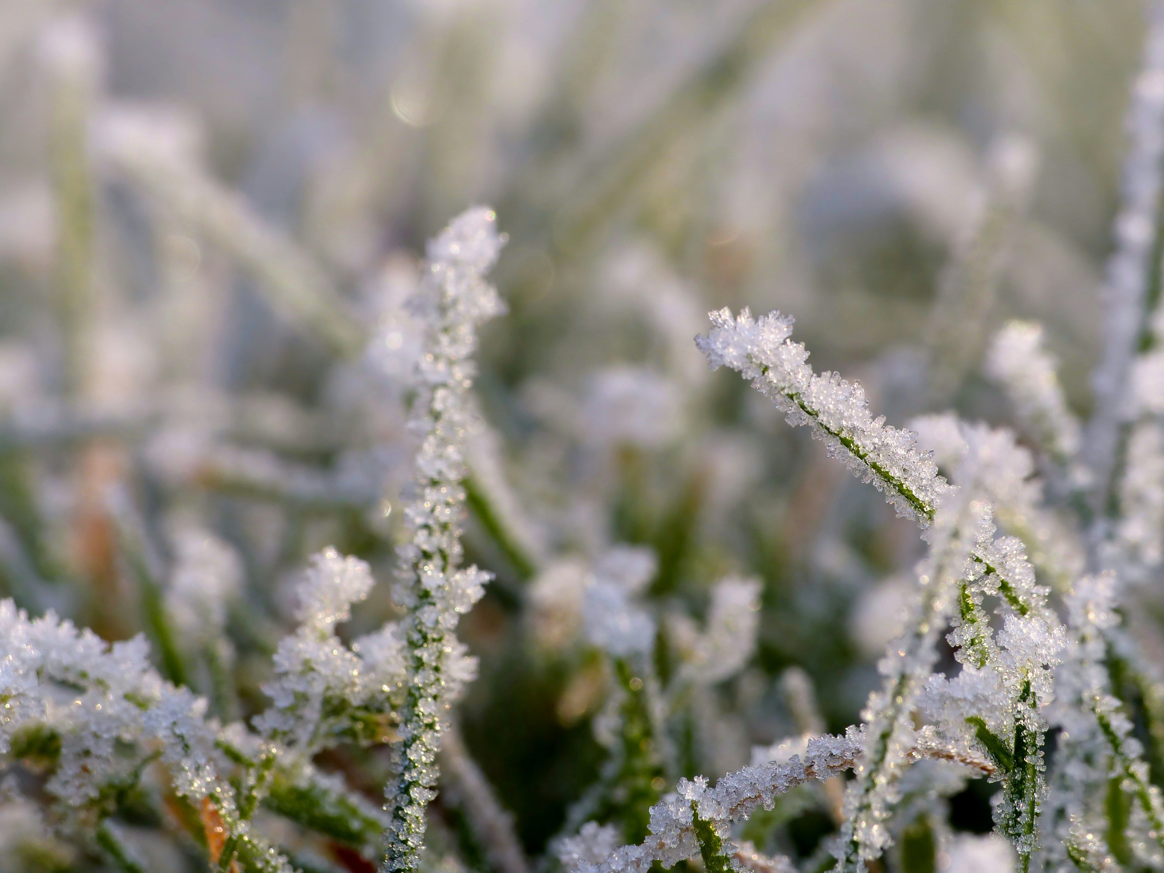 Коли будуть заморозки і сніг