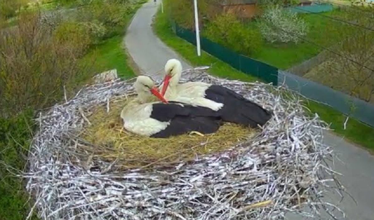 Аисты Грицик и Одарка