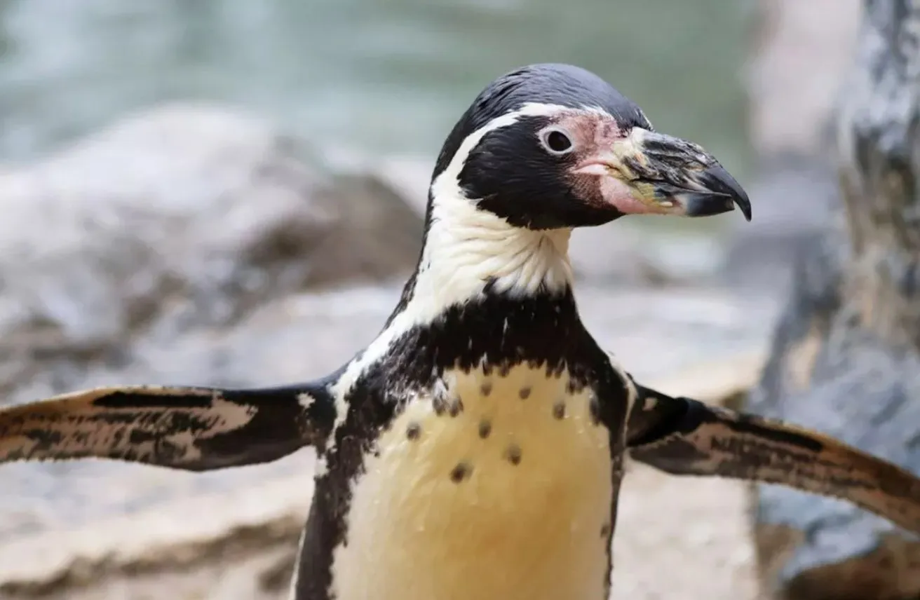 Самка пингвина Спнеб отпраздновала 37-й день рождения Самка пингвина Спнеб отпраздновала 37-й день рождения