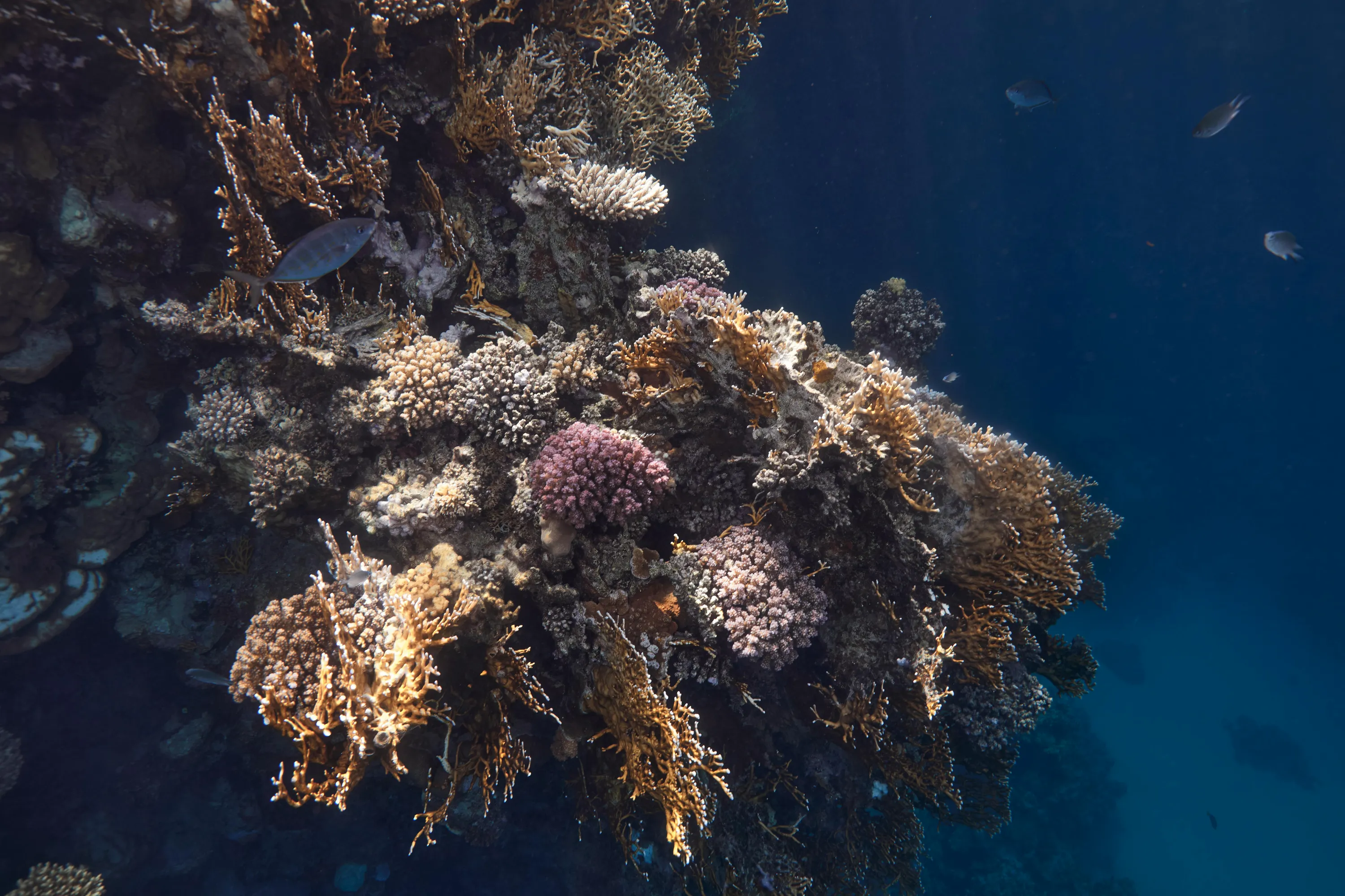 Червоне море